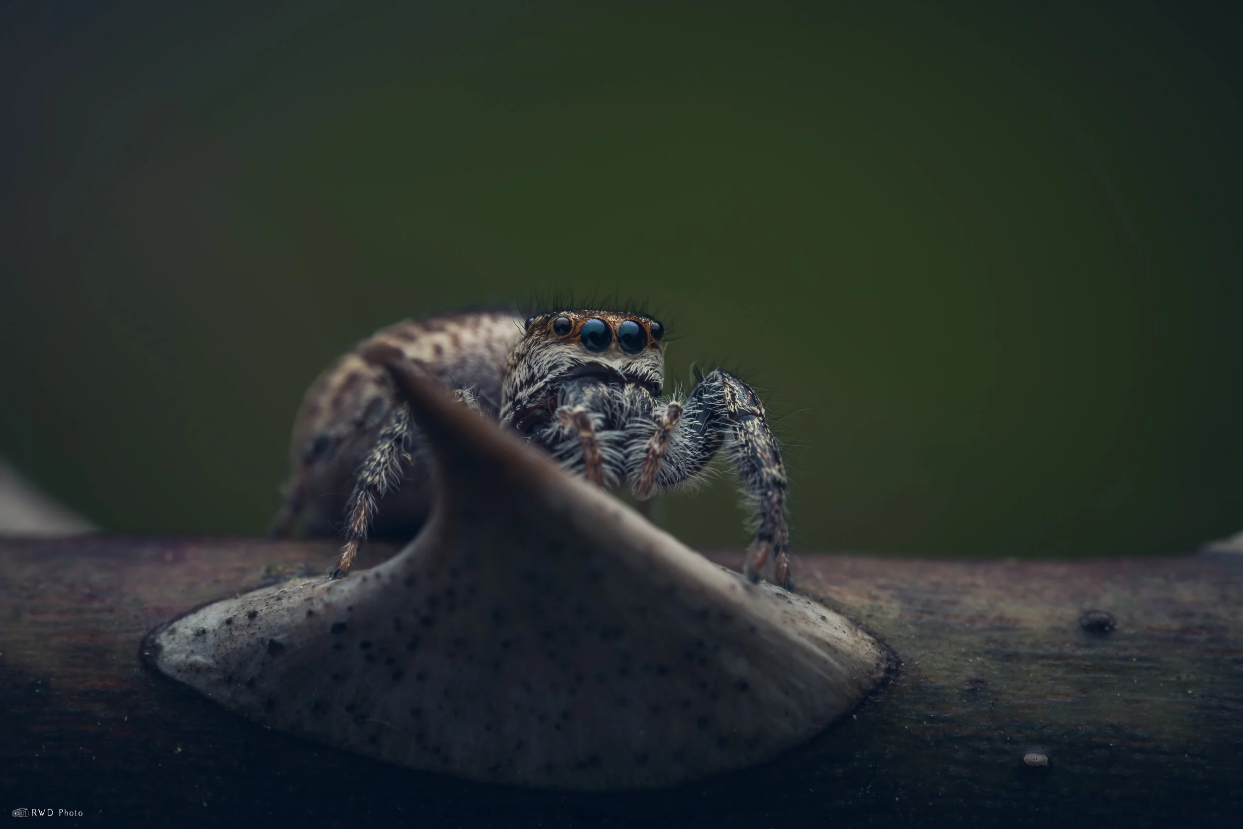 050126-JumpingSpider-1.jpg