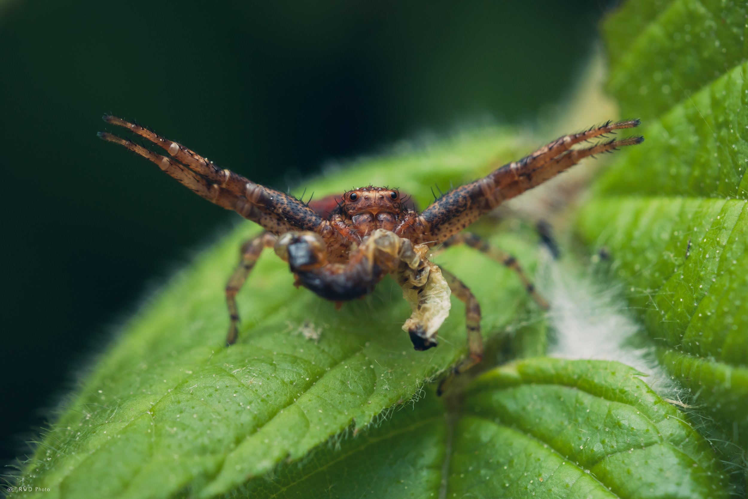052626-CrabSpider-4.jpg