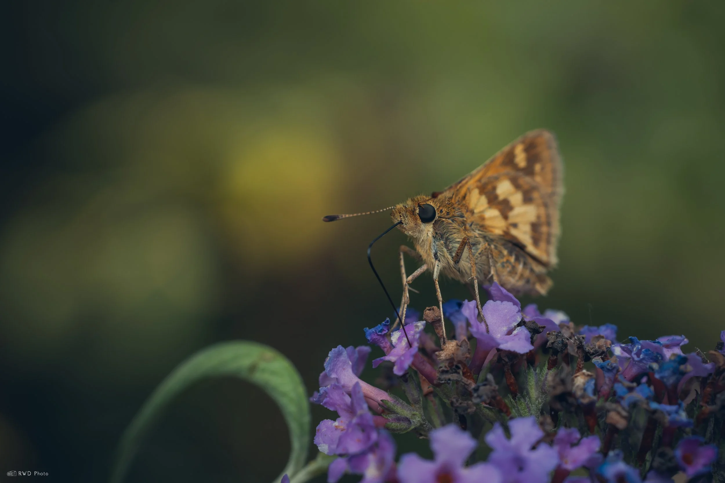 072925-Skipper.jpg