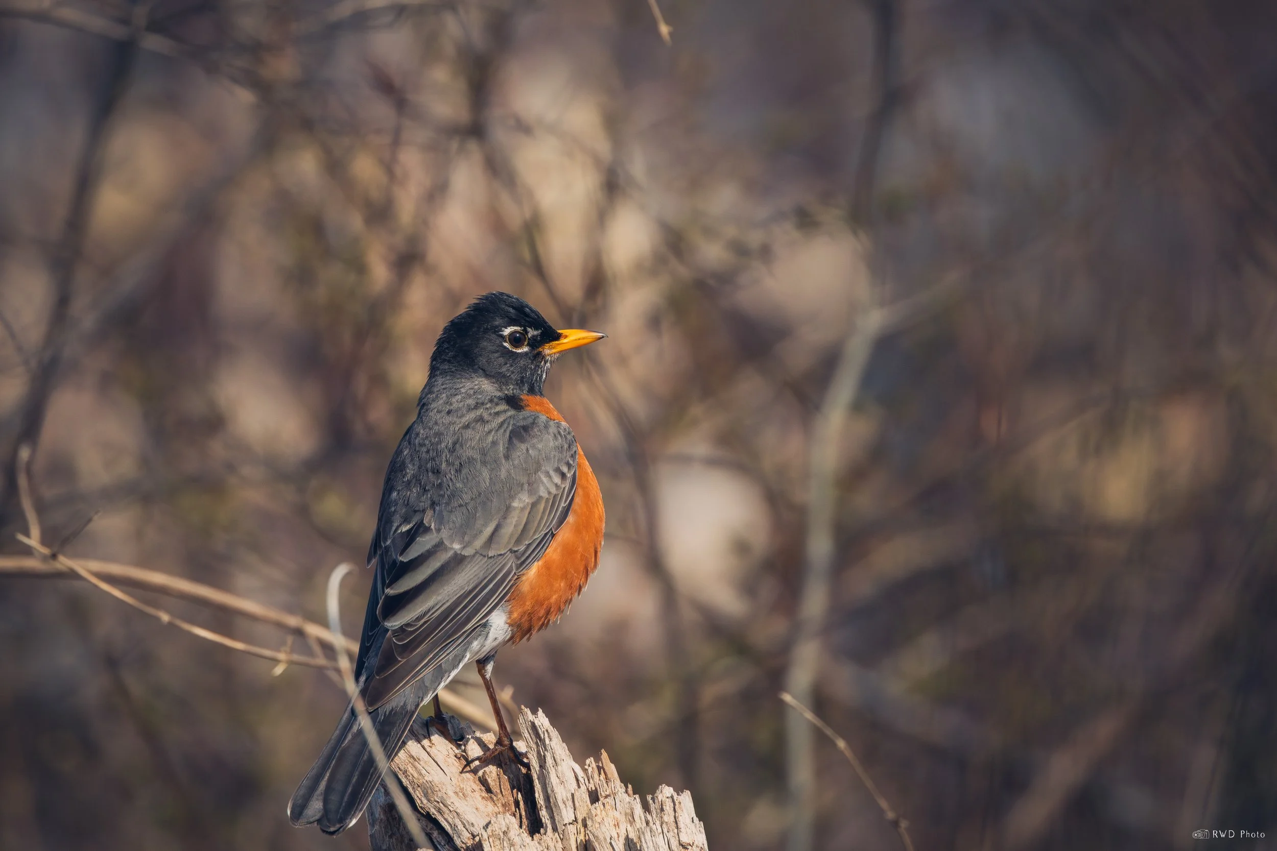 040225-Robin-1.jpg