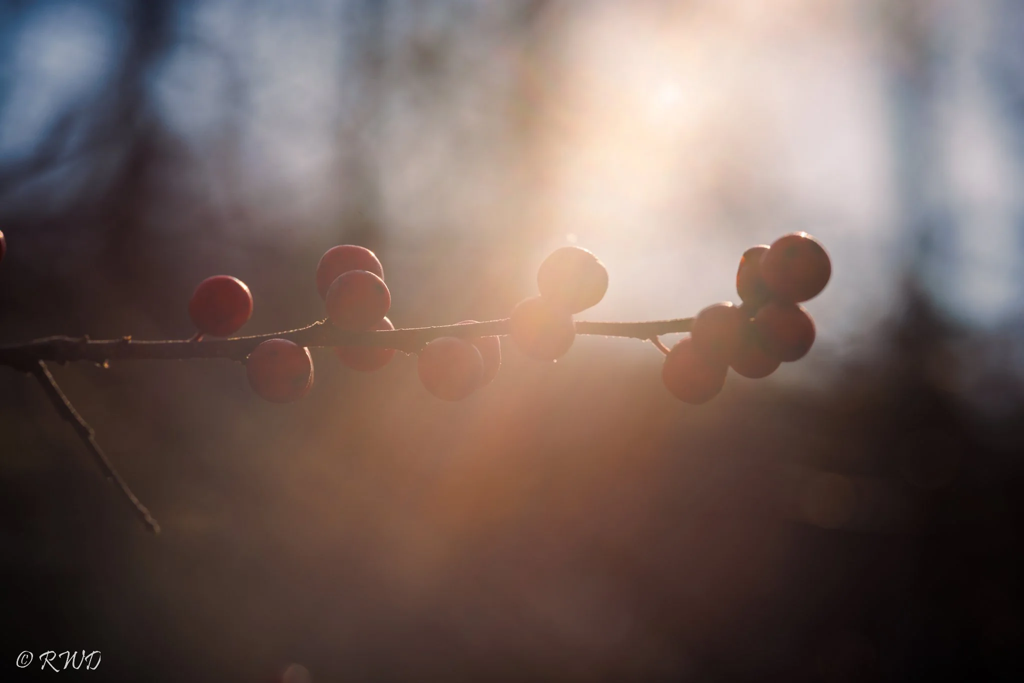 112322_SunnyBerries.jpg