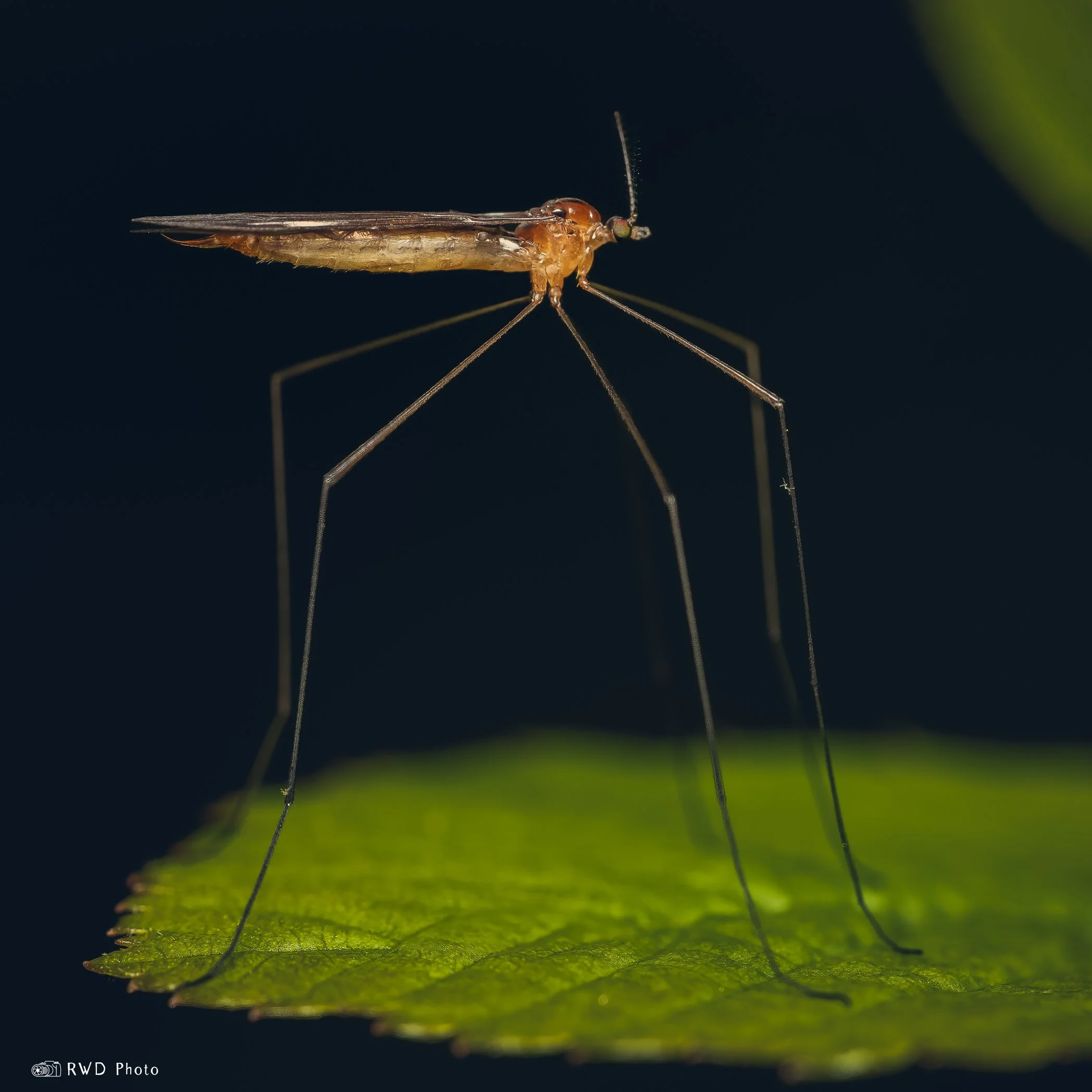050824_LimonidaePolymera-1.jpg