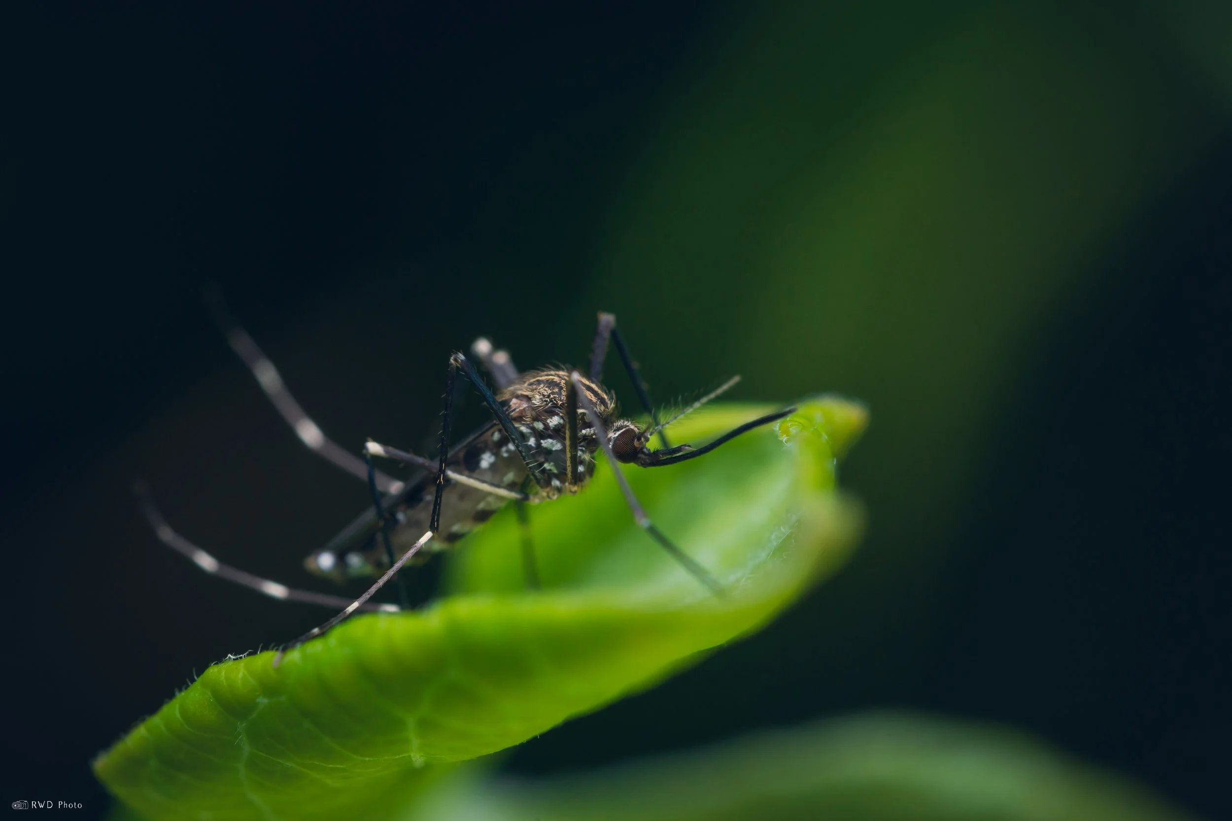 051525-Mosquito.jpg