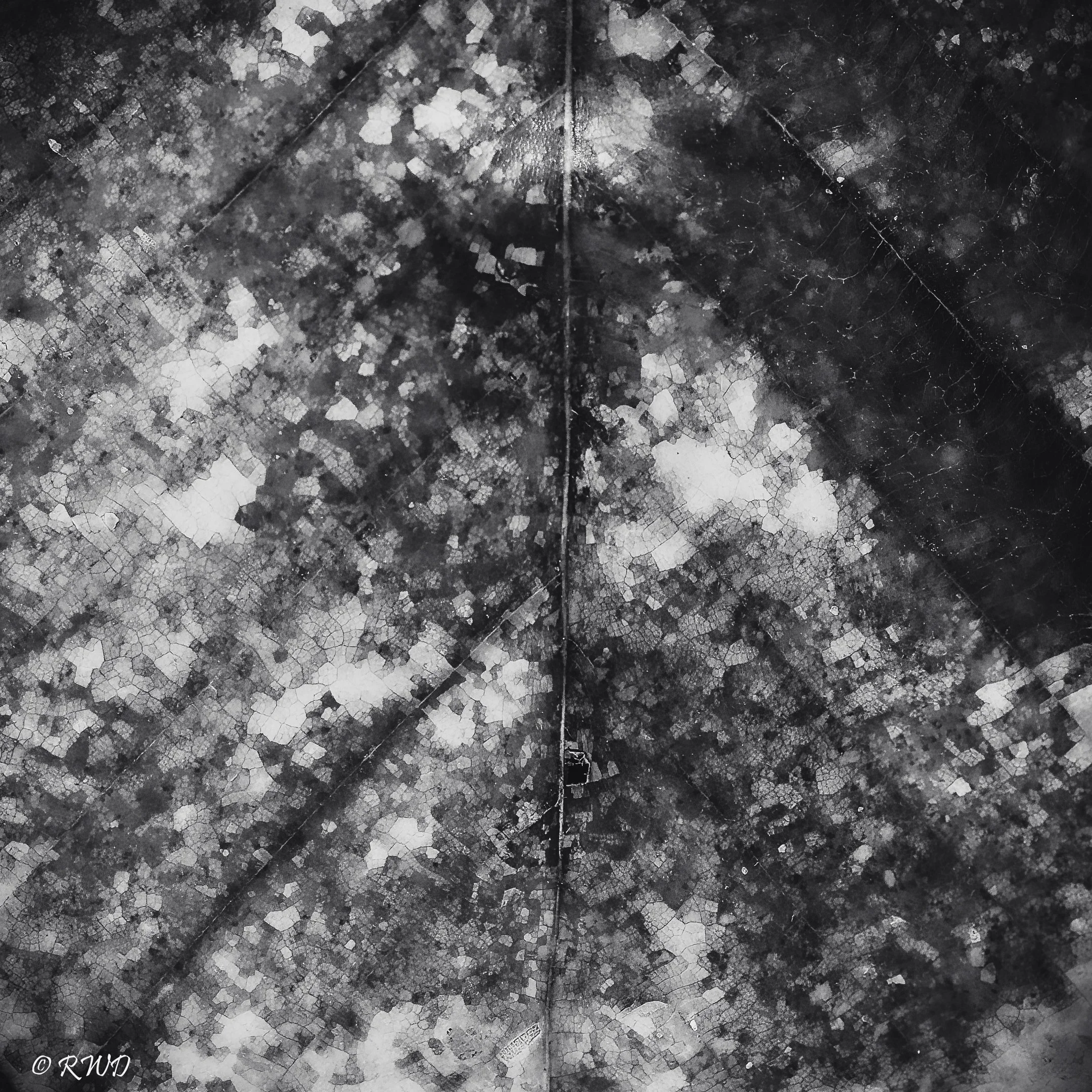 031223_UpcloseLeaf.jpg