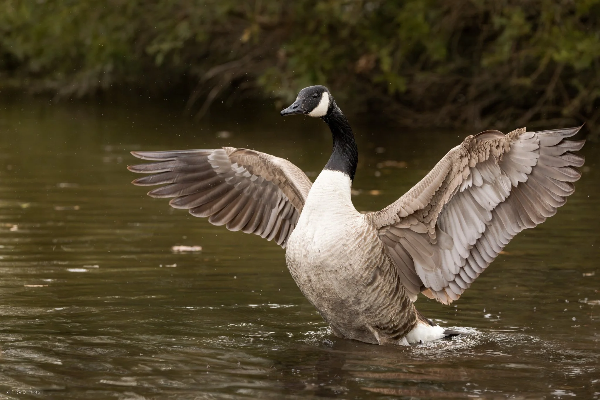 032225_CanadianGoose-1.jpg