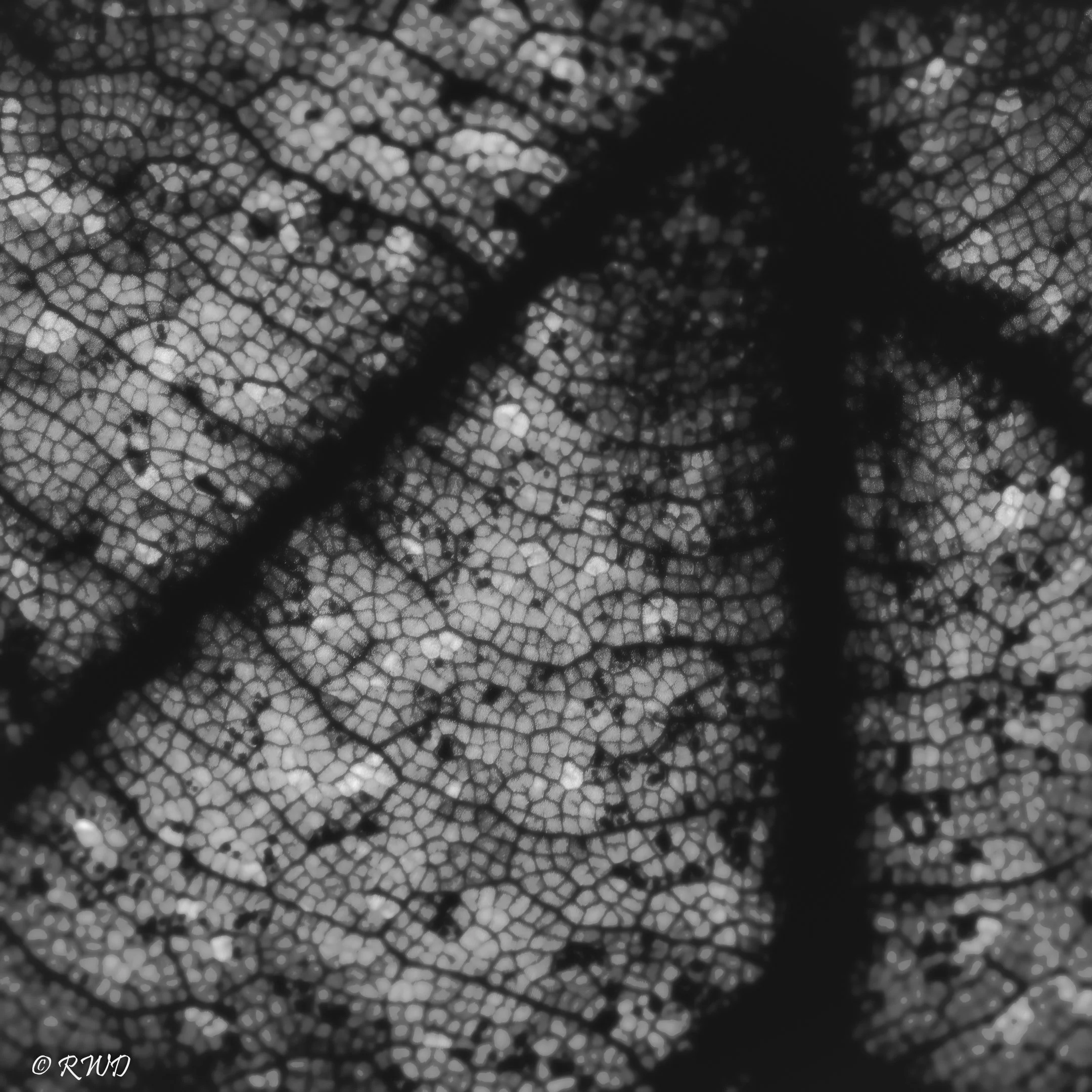 031923_2xLeaf-5.jpg