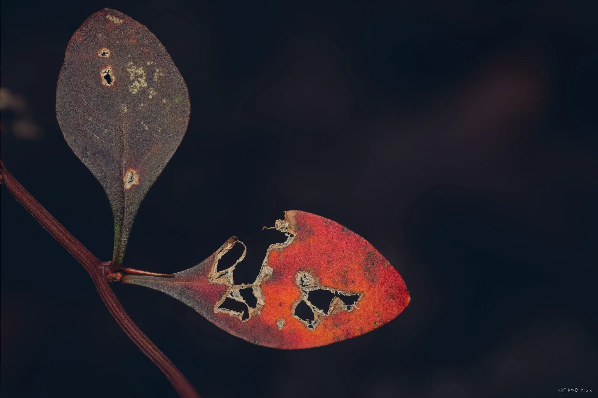 110124_Leaf.jpg
