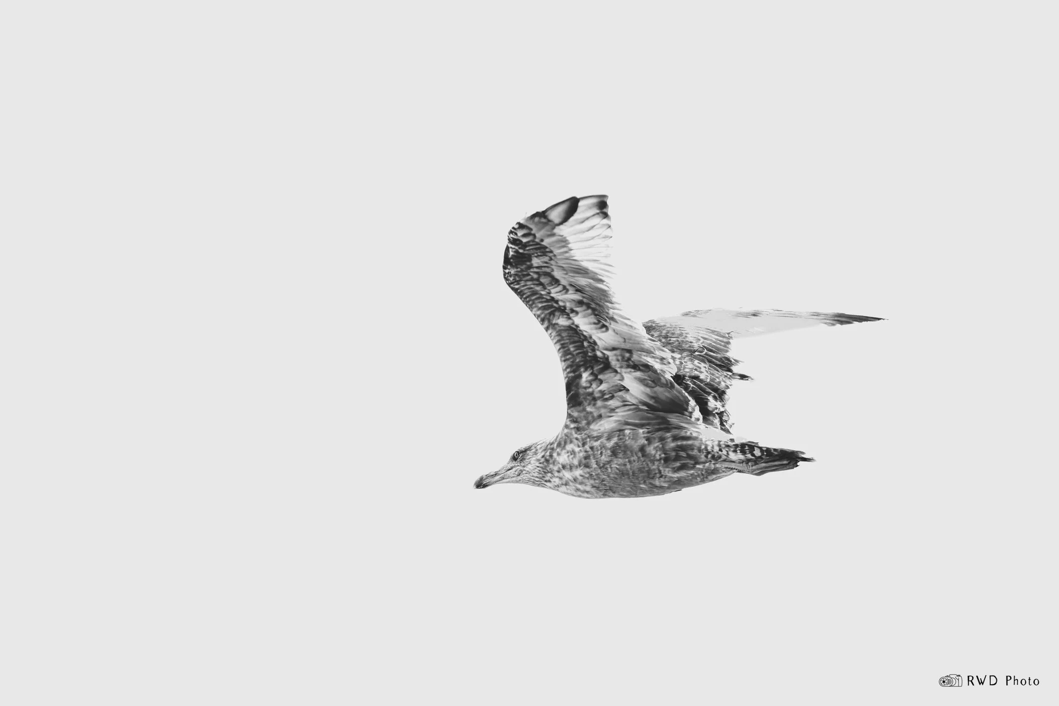 081424_Seagull-1.jpg