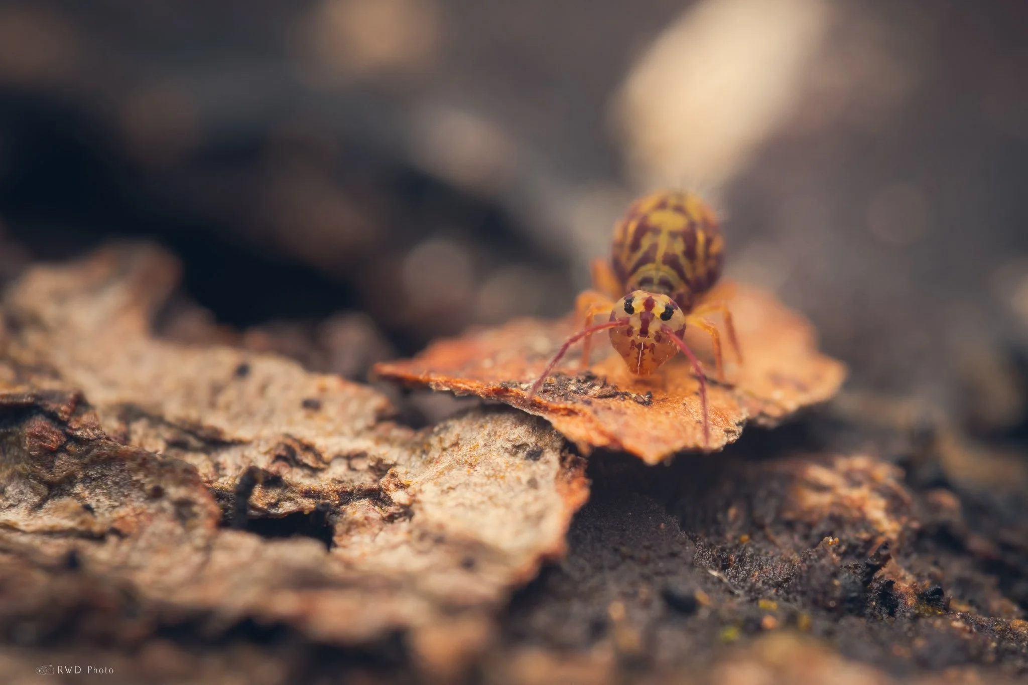 011024_Springtail.jpg
