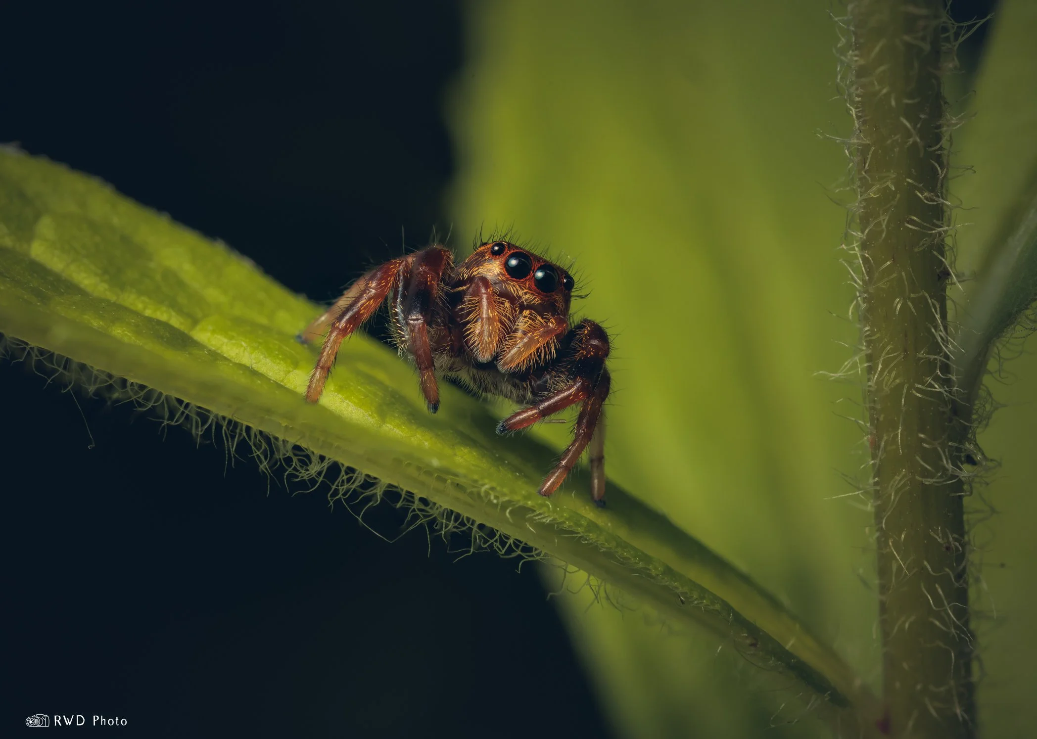 070124_JumpingSpider-1.jpg