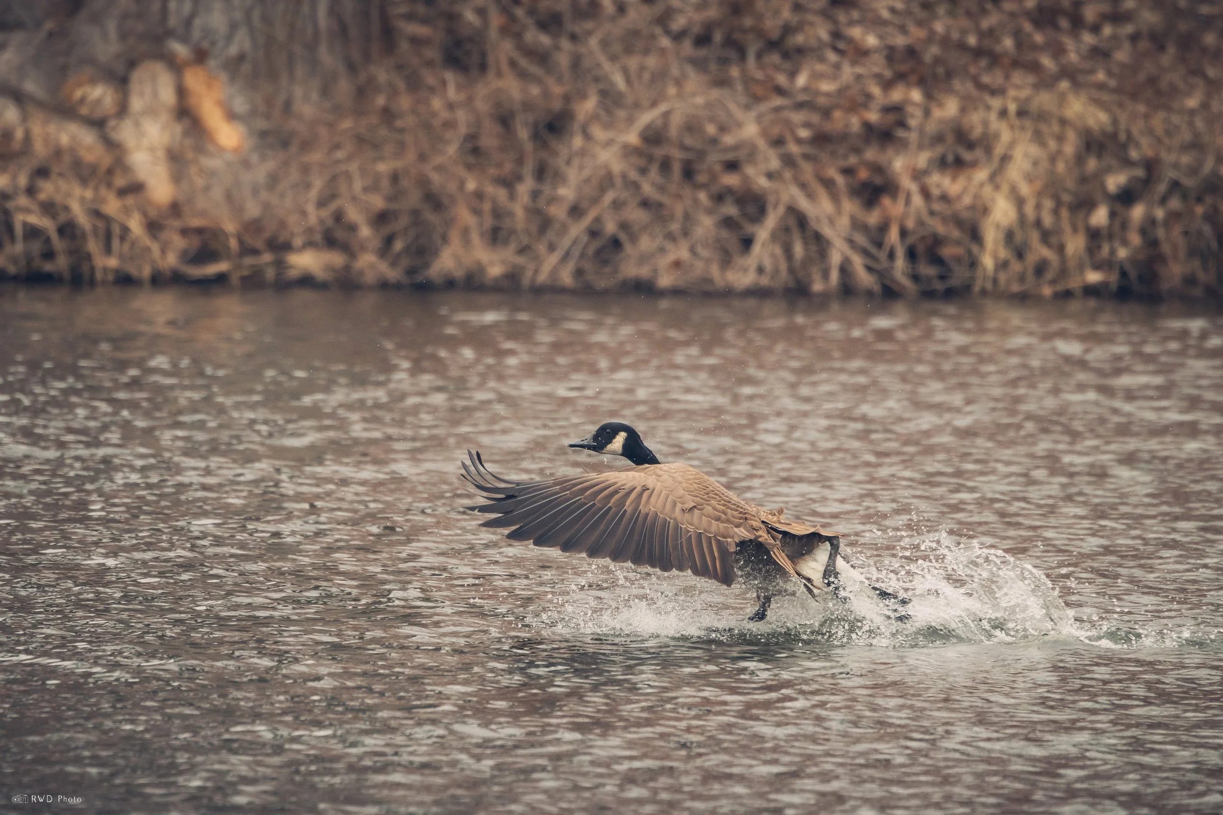 Wildlife