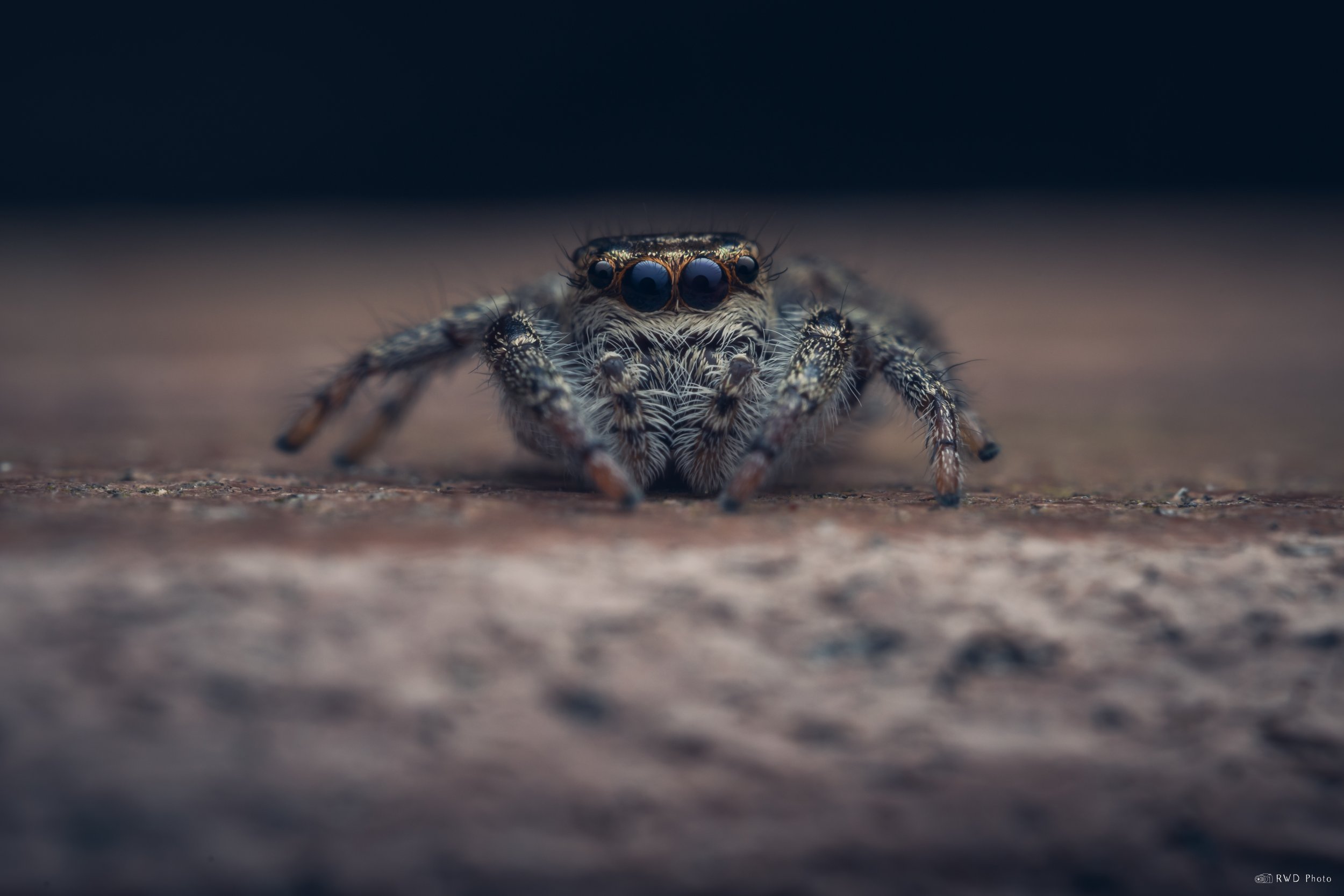 040926-JumpingSpider-1.jpg