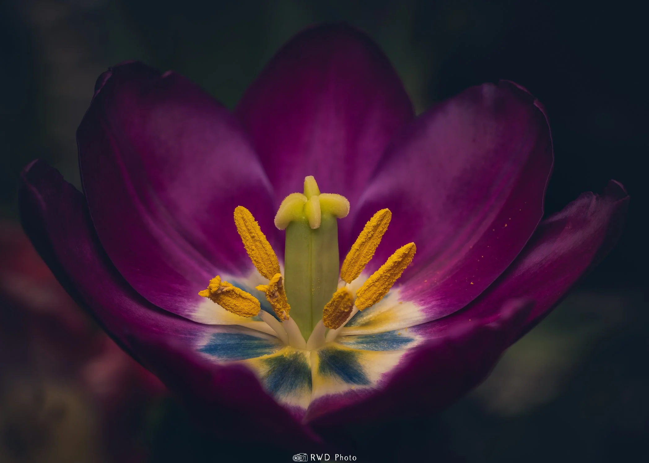 030324_Tulips-2.jpg