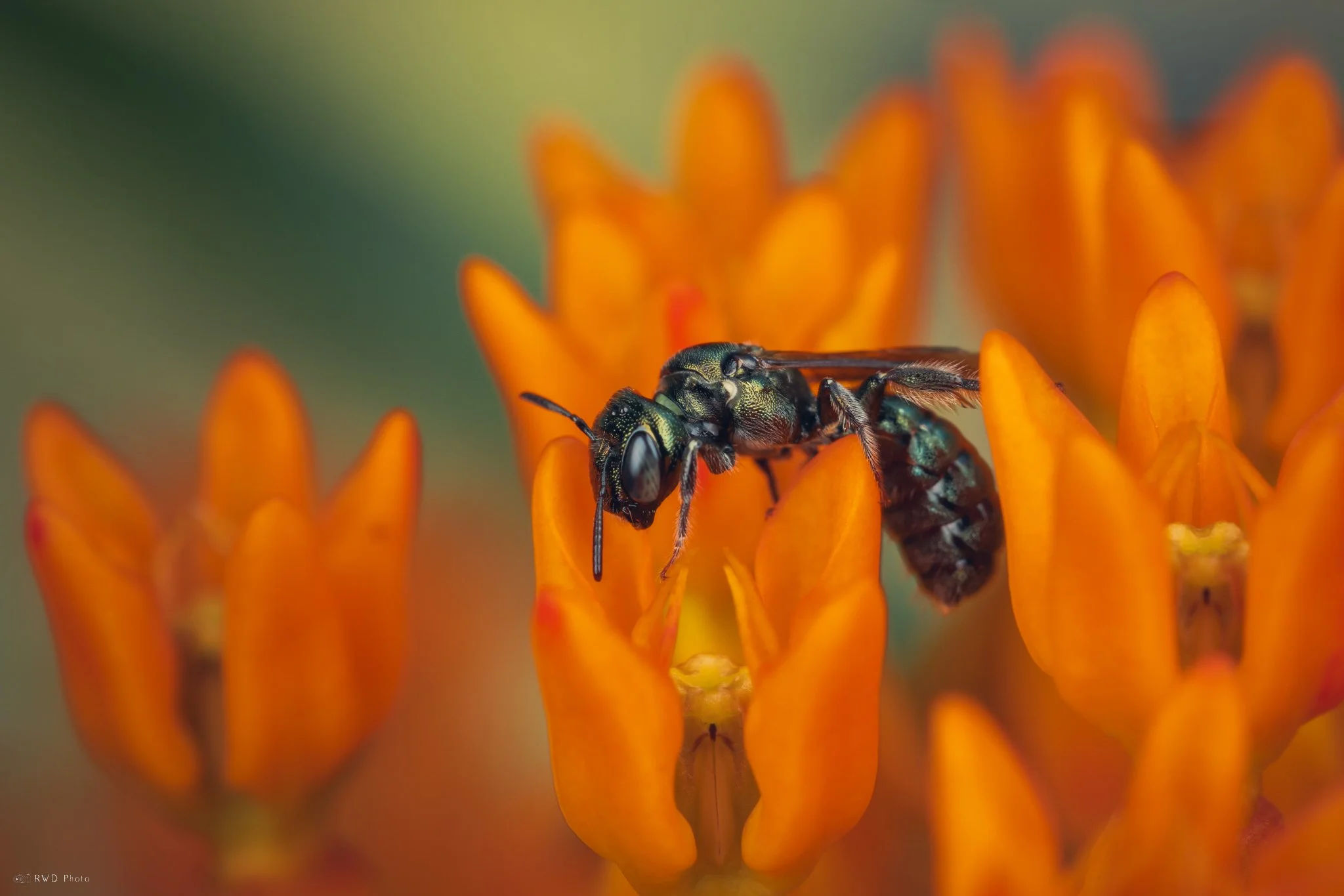 062925-SweatBee.jpg