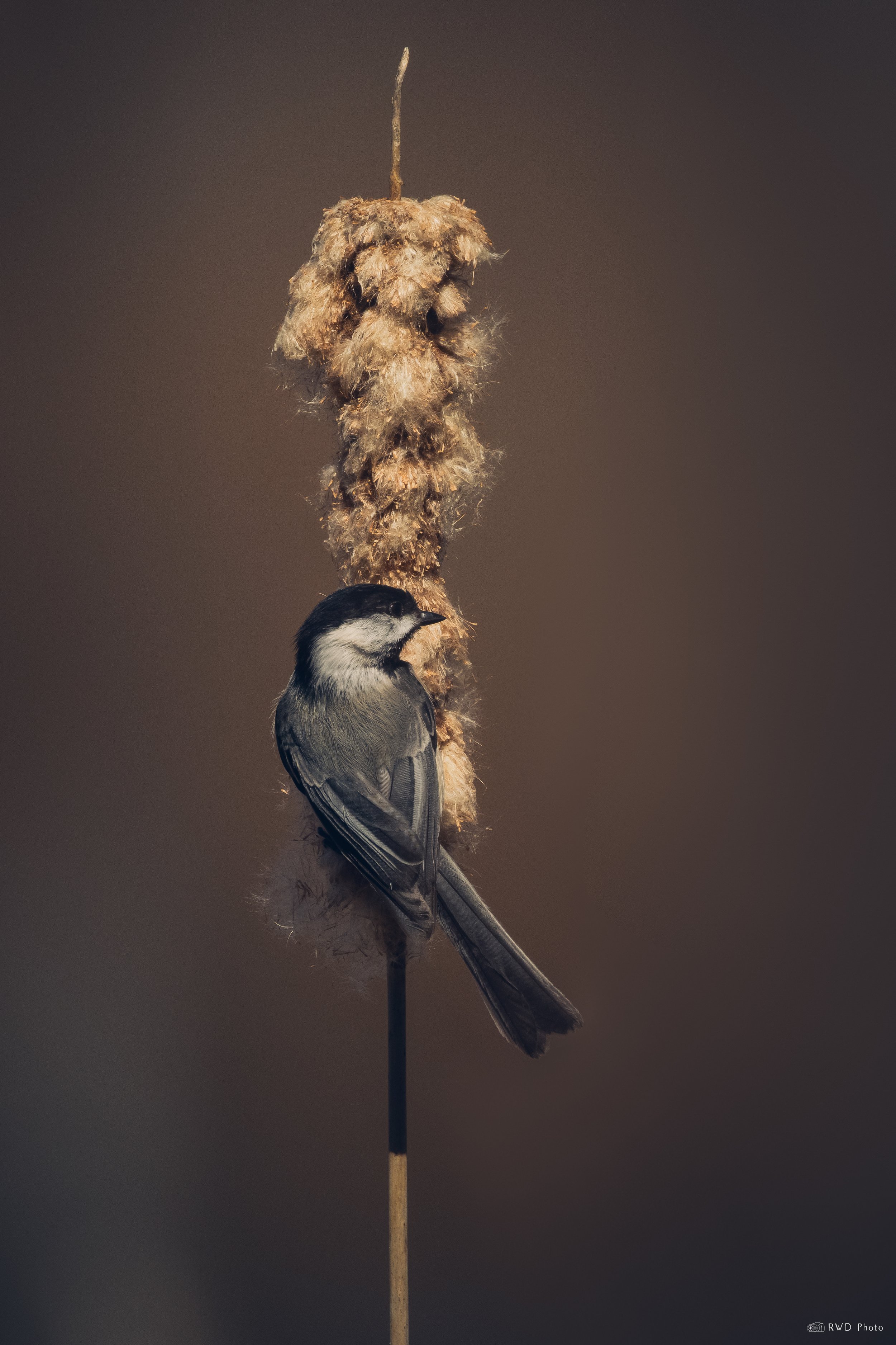 031925-Chickadee-1-2.jpg