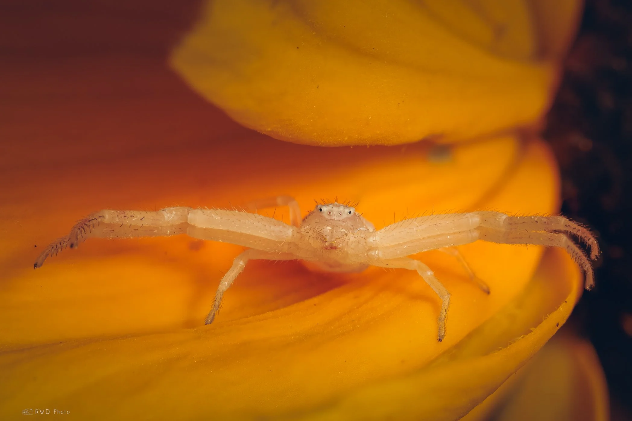 062424_CrabSpider.jpg