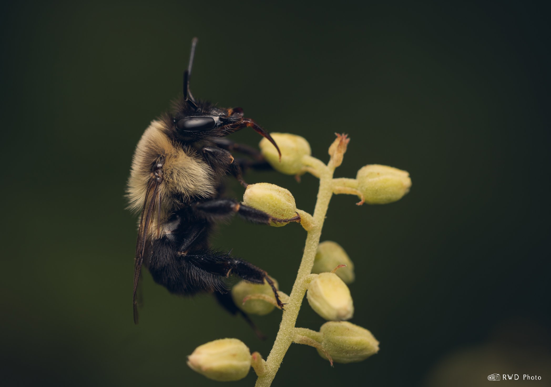 072224_BumbleEating-1.jpg