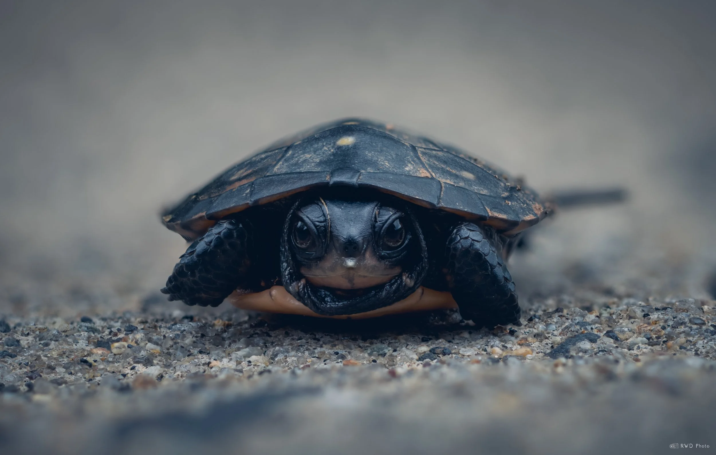 092425-Turtle.jpg