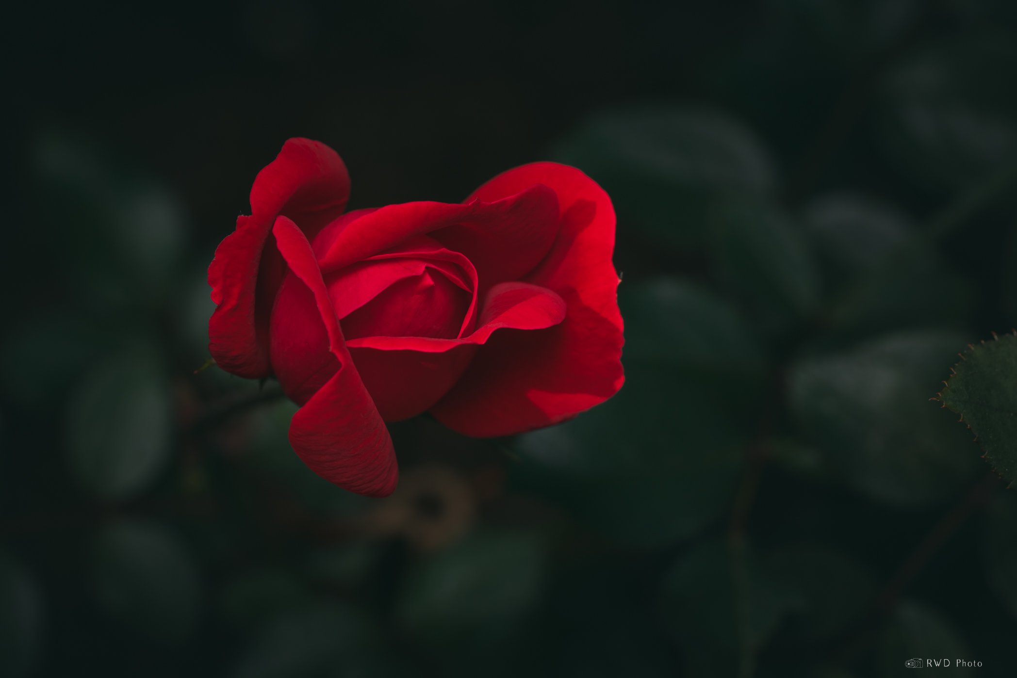 091524_Rose.jpg
