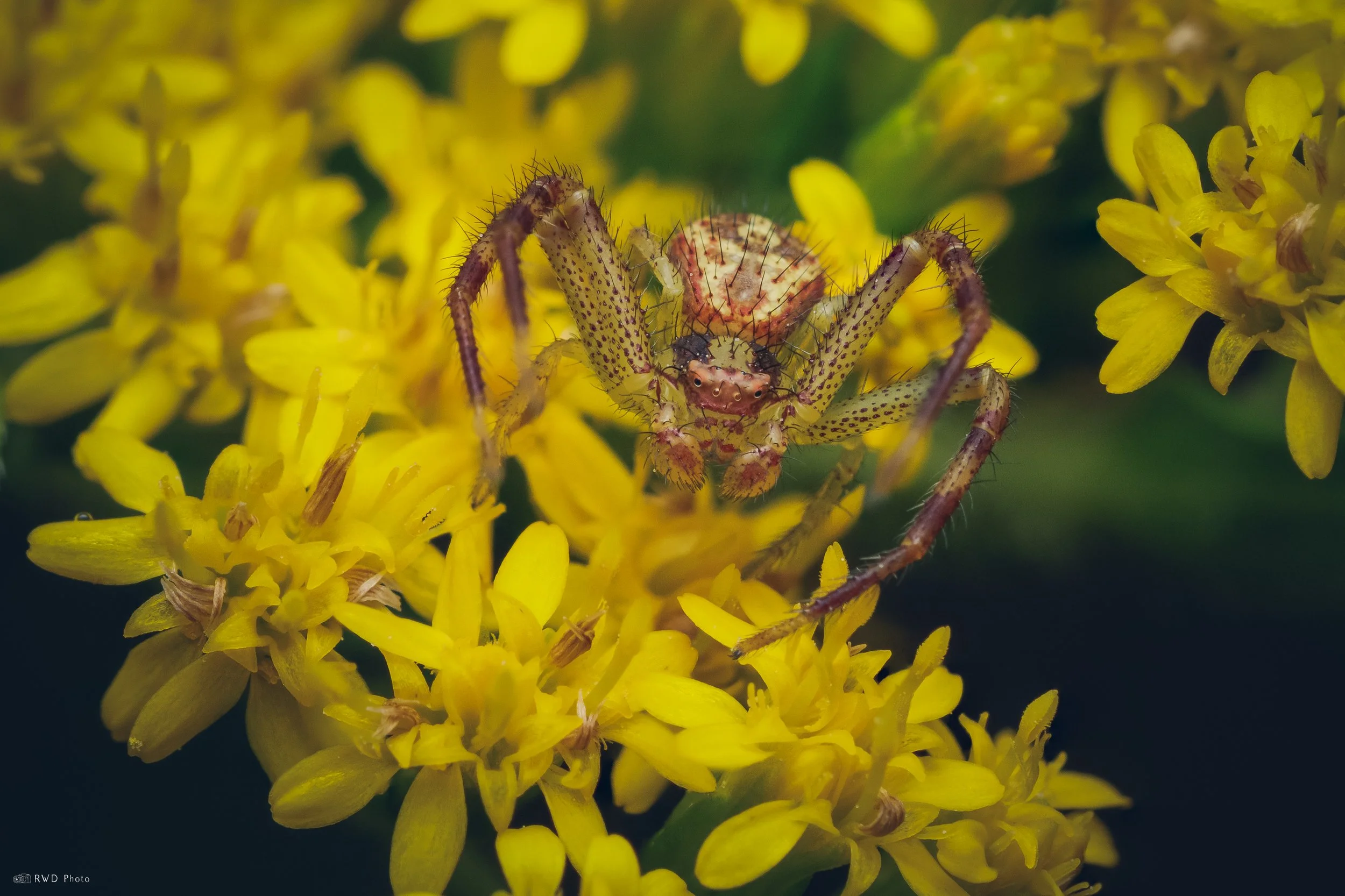 091425-CrabSpider.jpg