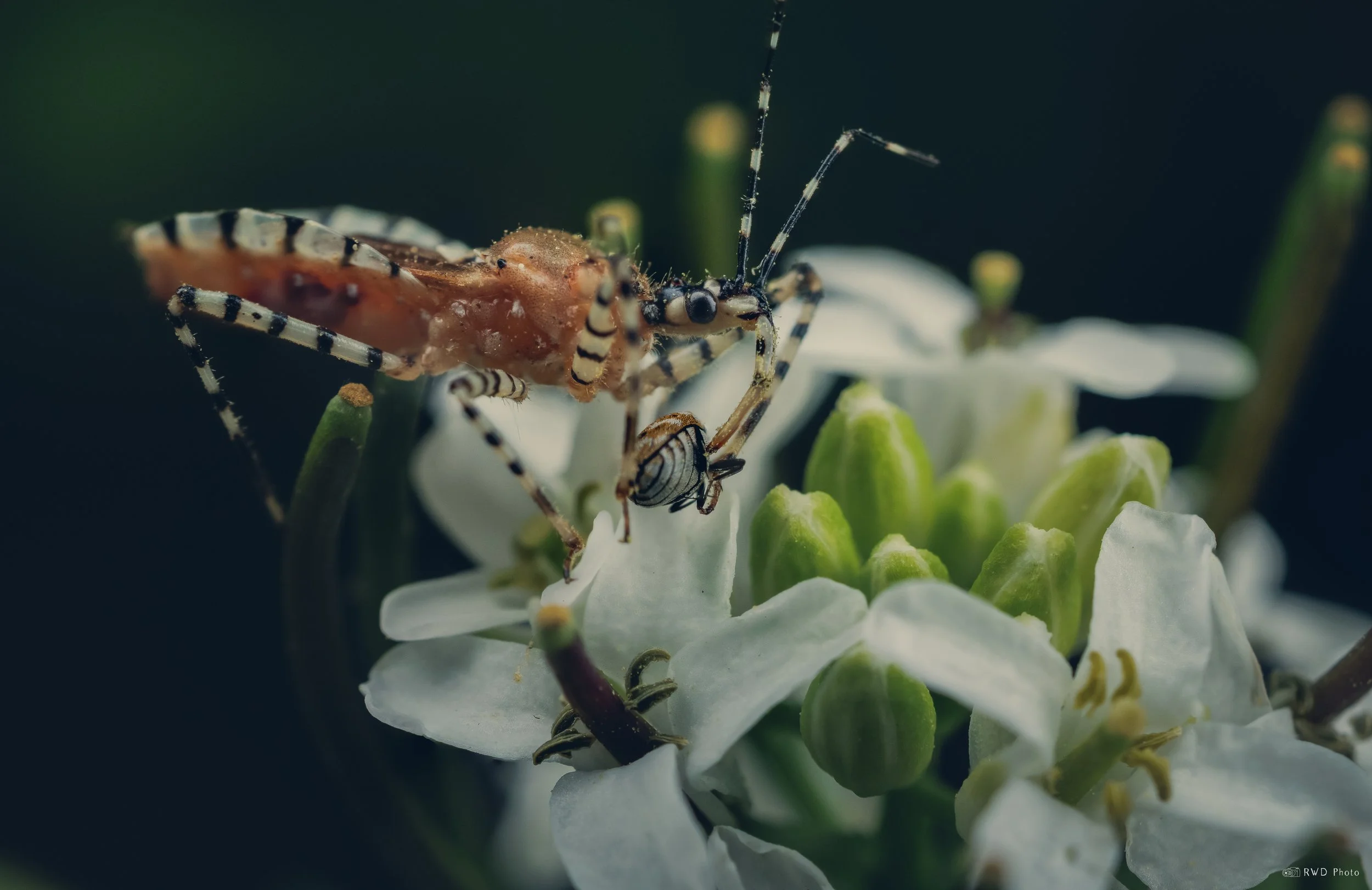 050125-RingedAssassinBug.jpg