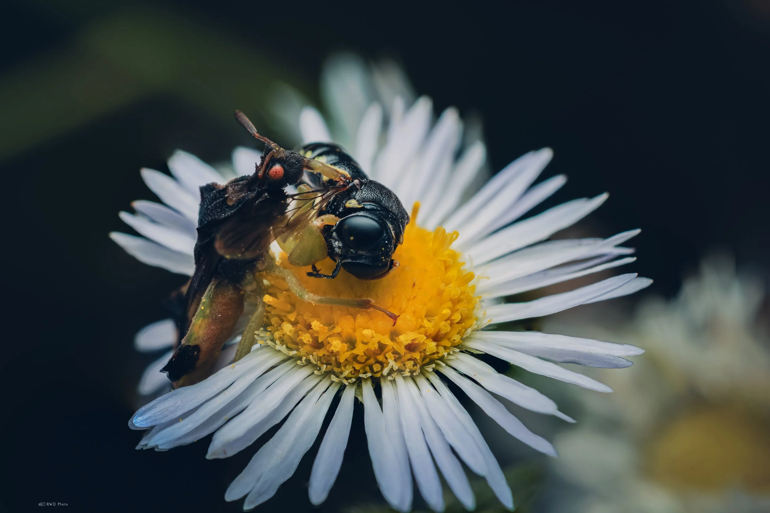 072826-AmbushBug-1.jpg