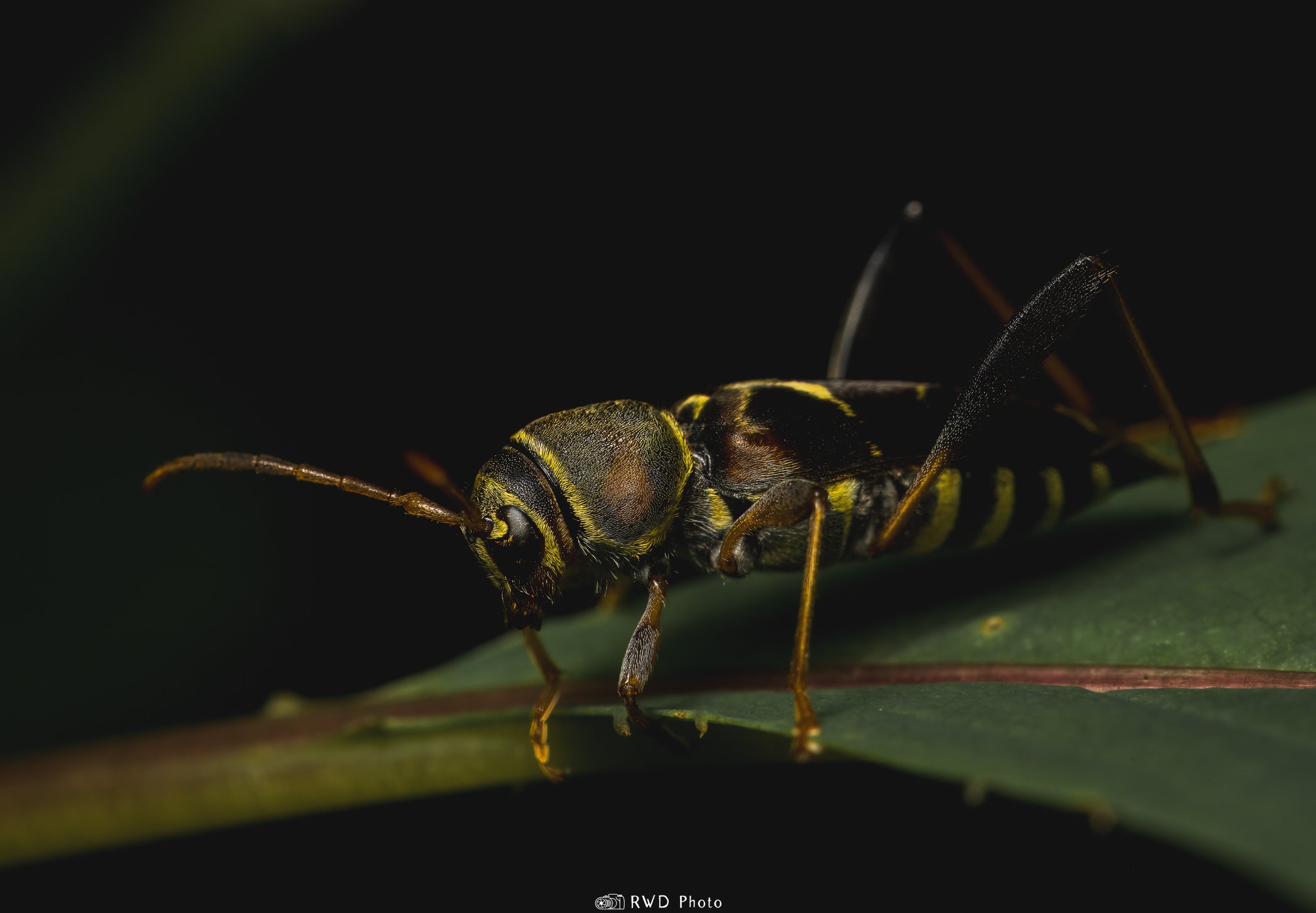 070624_Bug-1.jpg