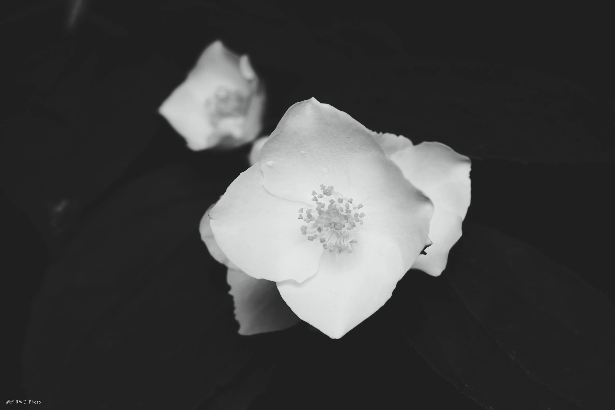 060626-BWFlower-1.jpg