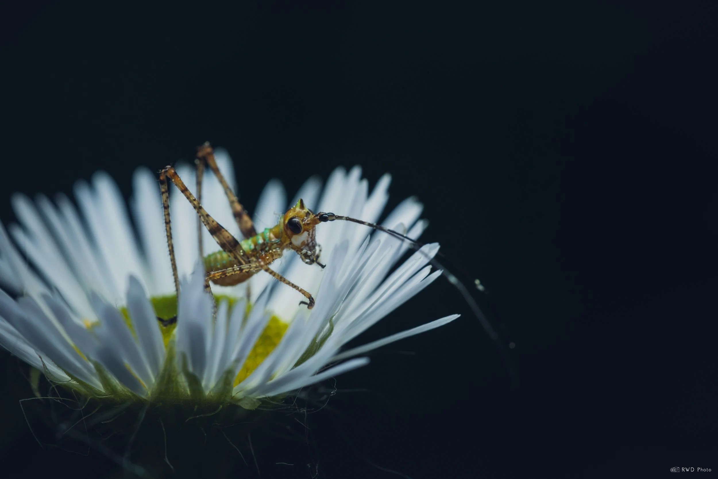 060626-KatydidNymph.jpg