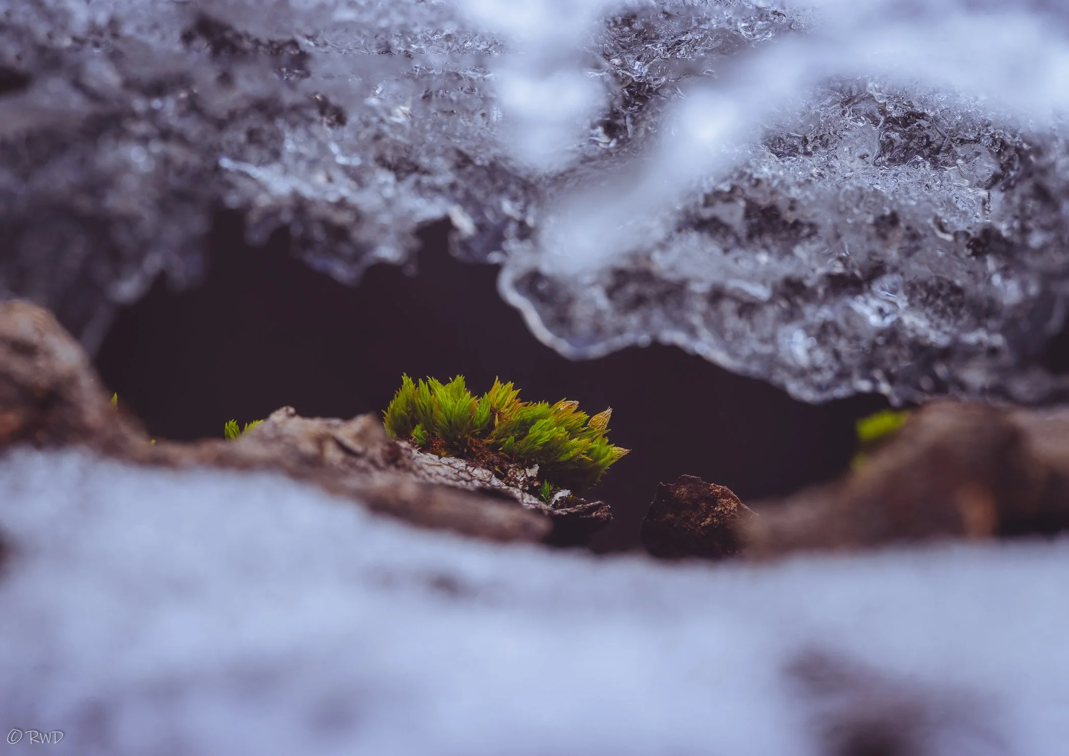 012224_Moss&Snow-1.jpg