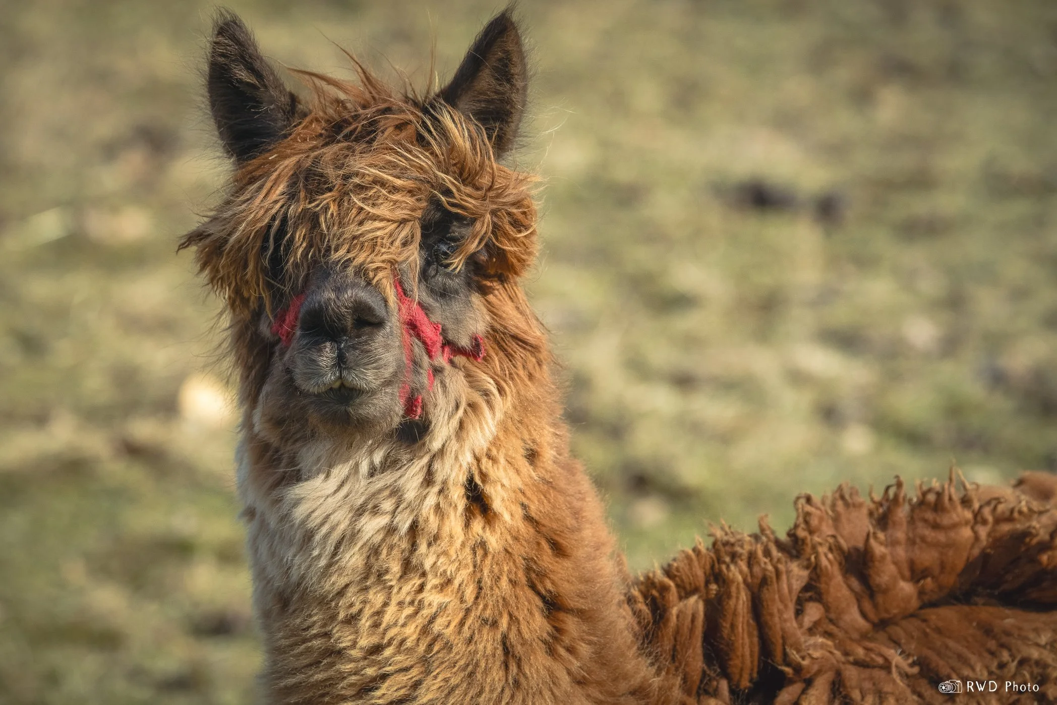 022424_Llama-2.jpg