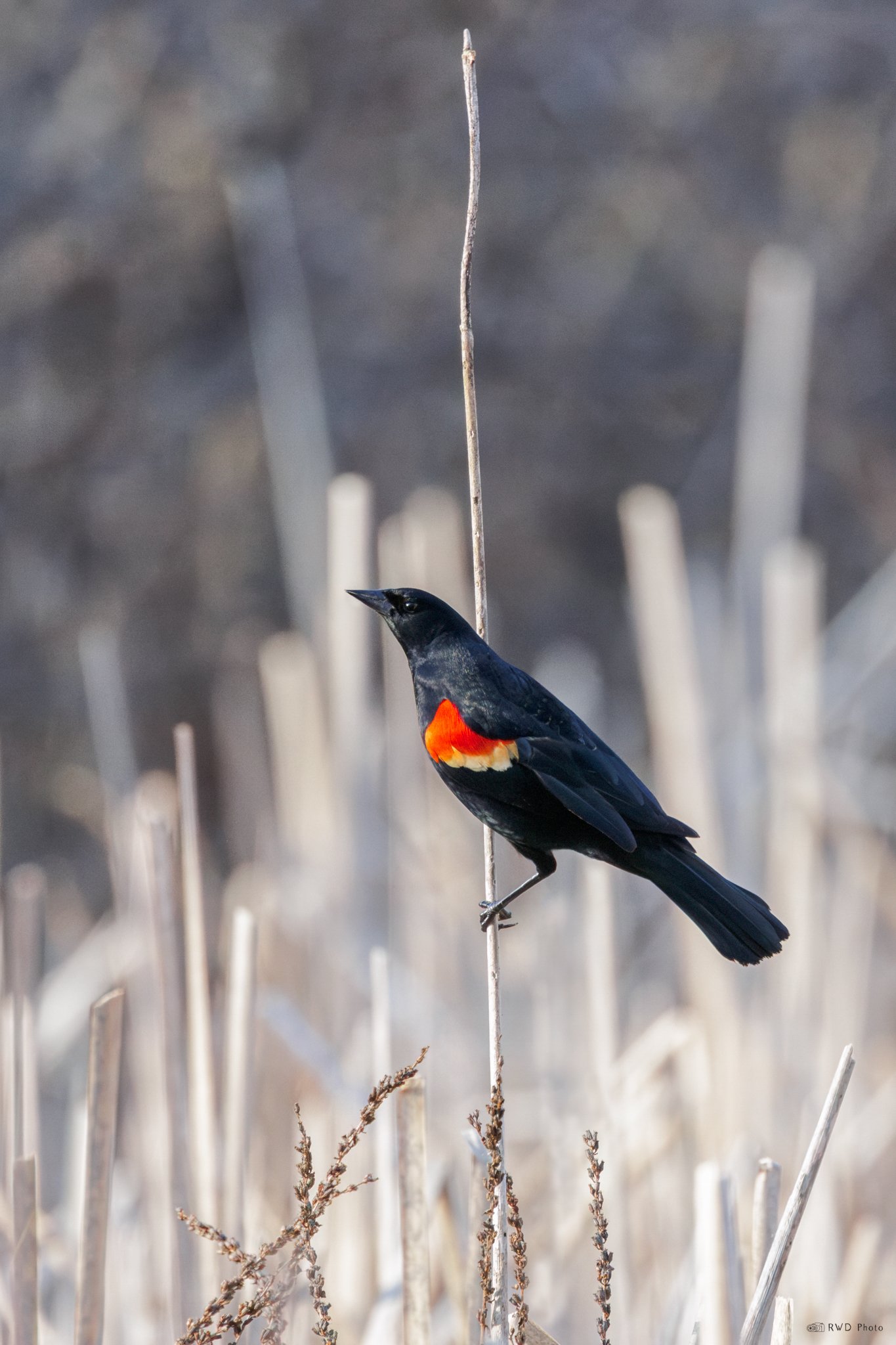 031325_RedWingedBlackbird.jpg