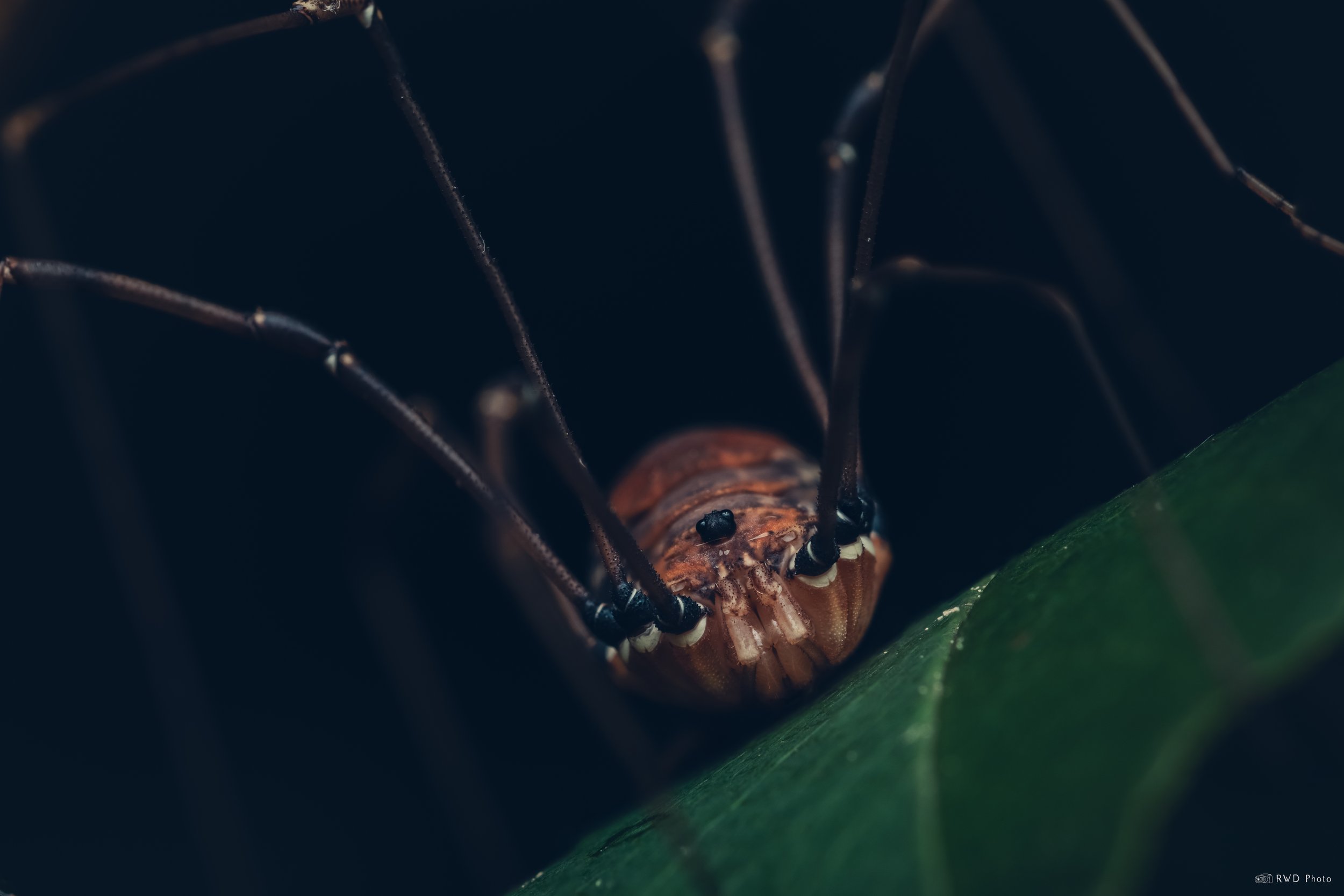 063026-Harvestman-4.jpg