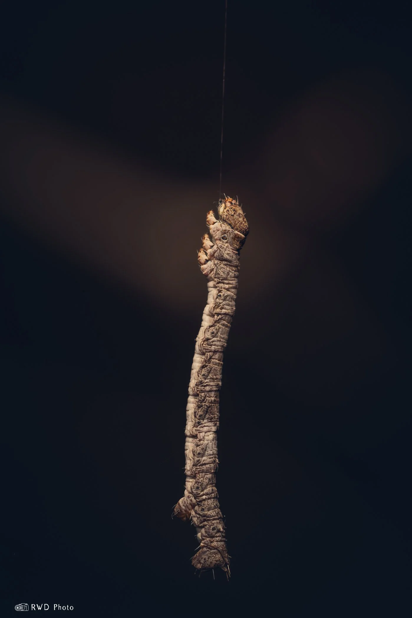 040924_Inchworm-2.jpg