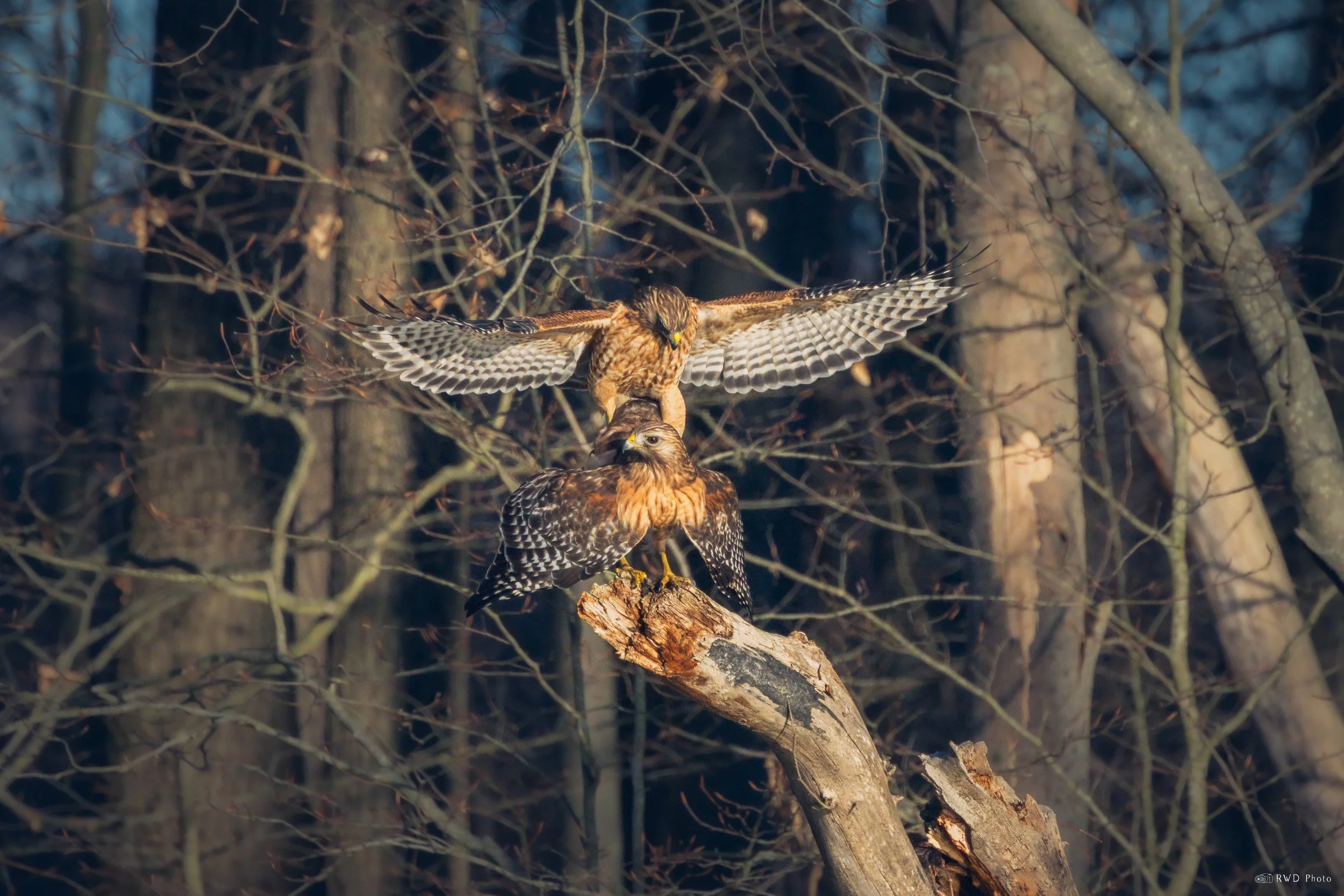 031025-Hawks-1.jpg