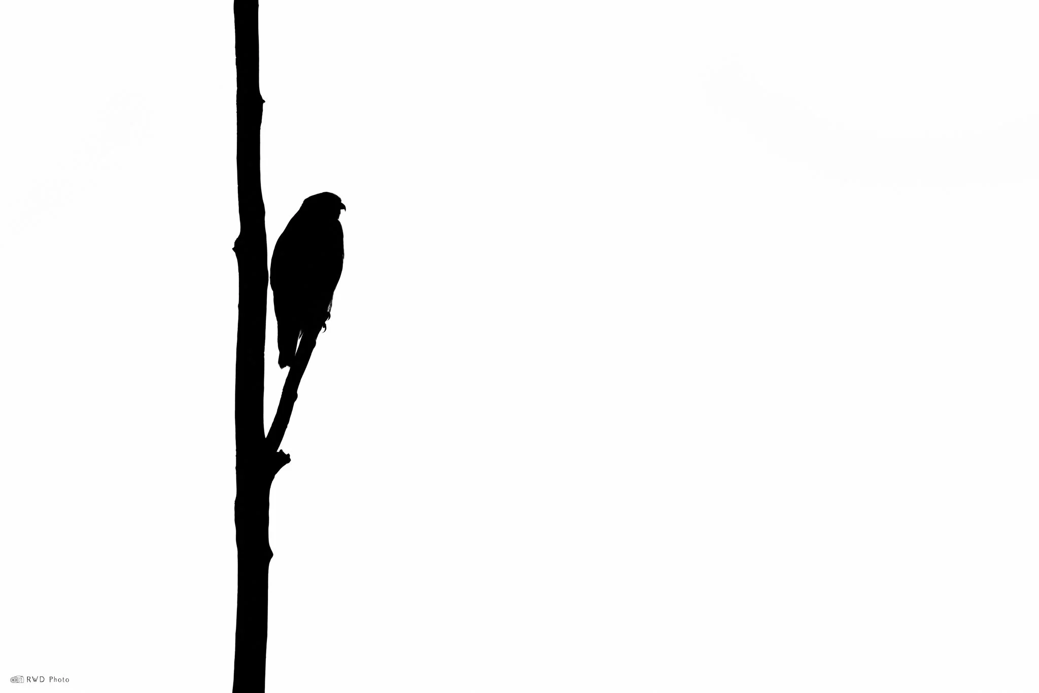011725_HawkSilhouette.jpg