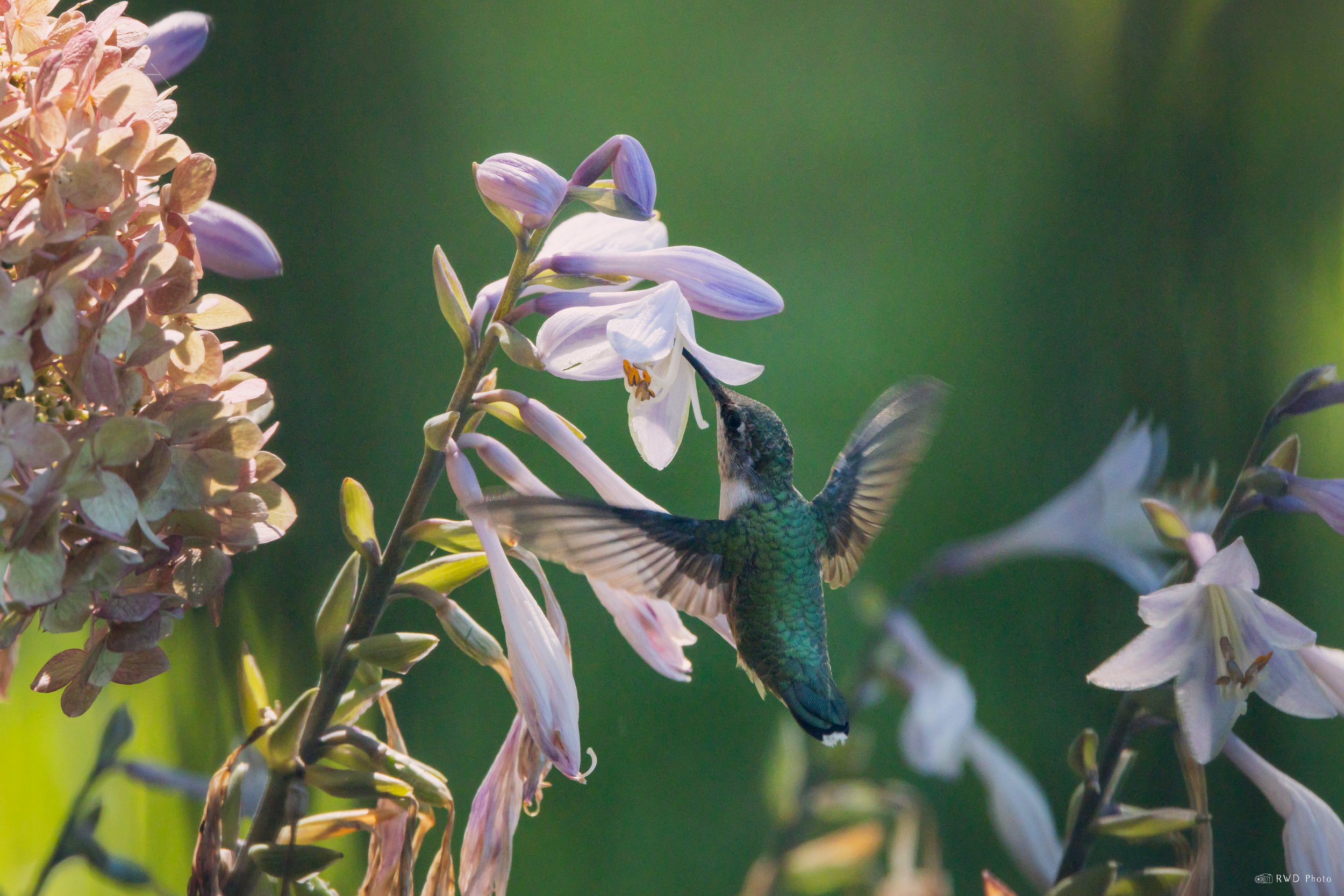 081625-Hummingbird.jpg