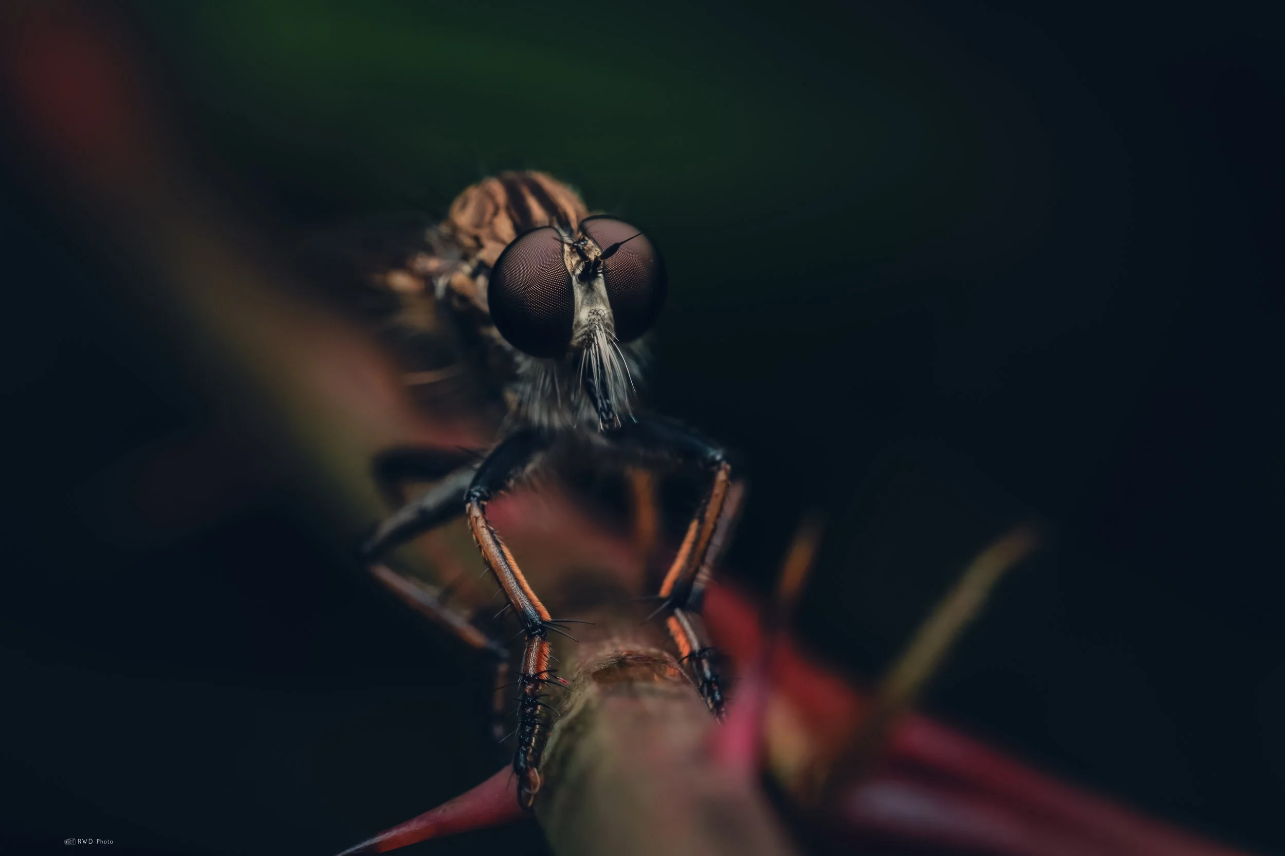 073026-Robberfly-1.jpg
