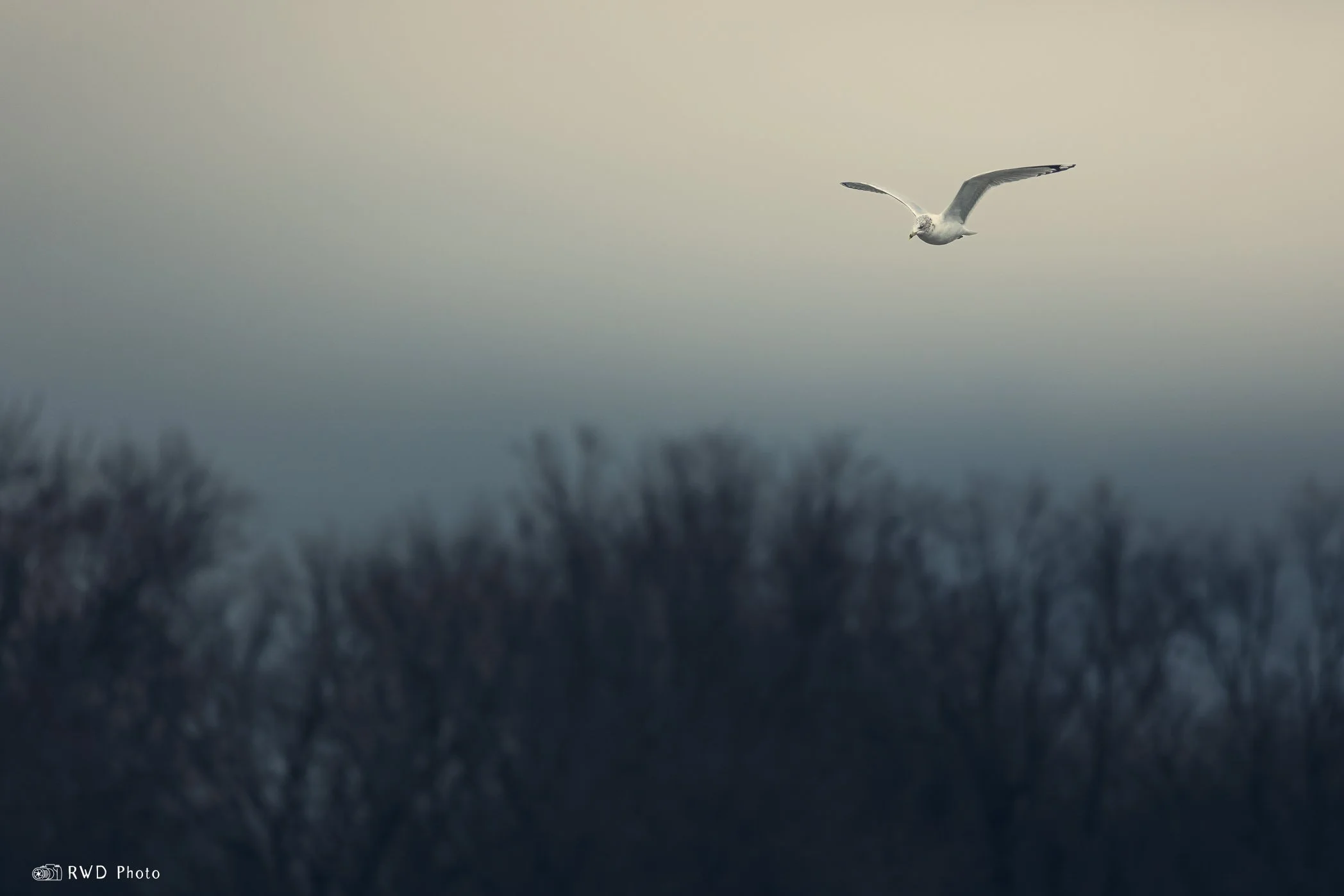012724_Seagull-2.jpg