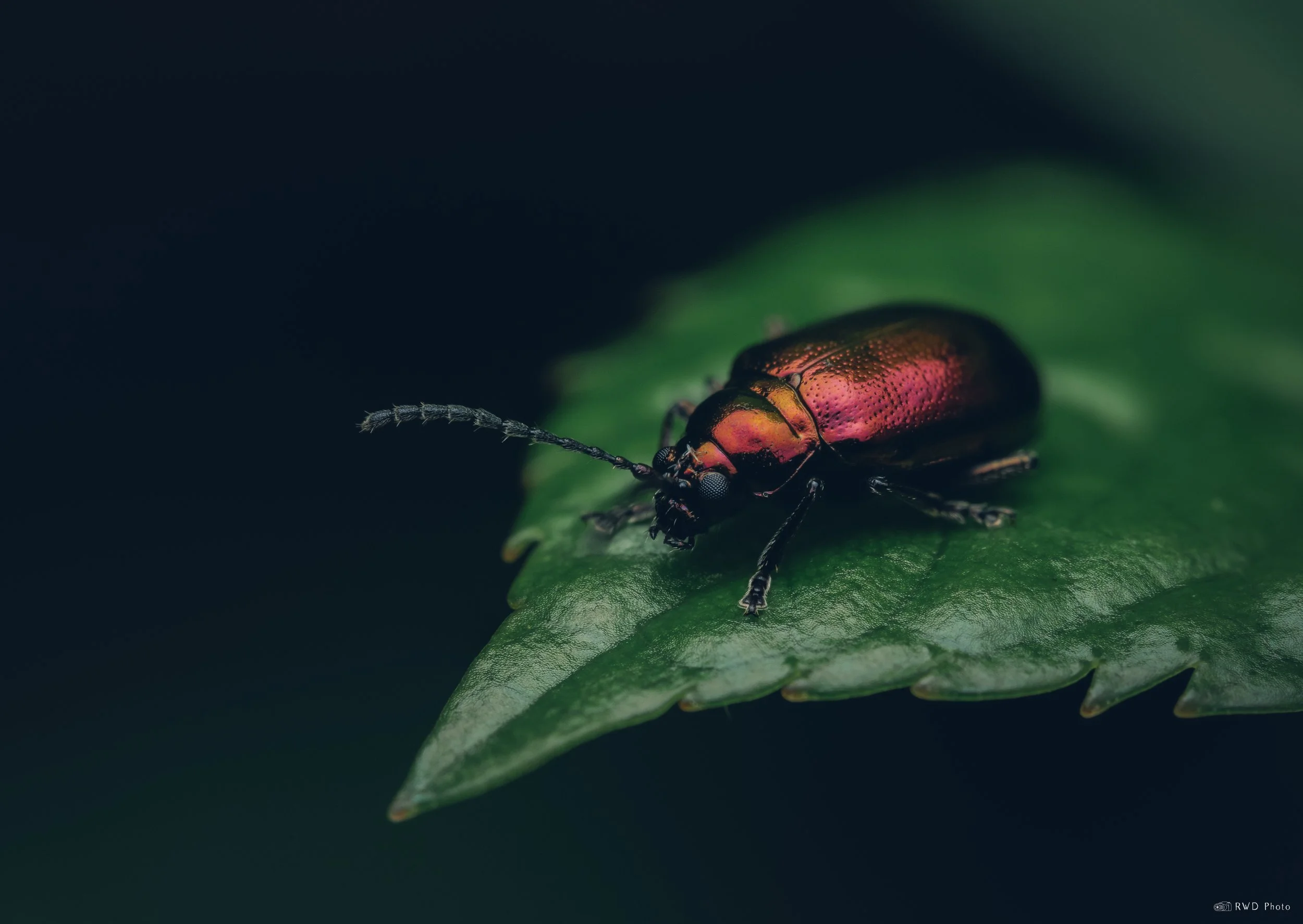 050625-Beetle.jpg