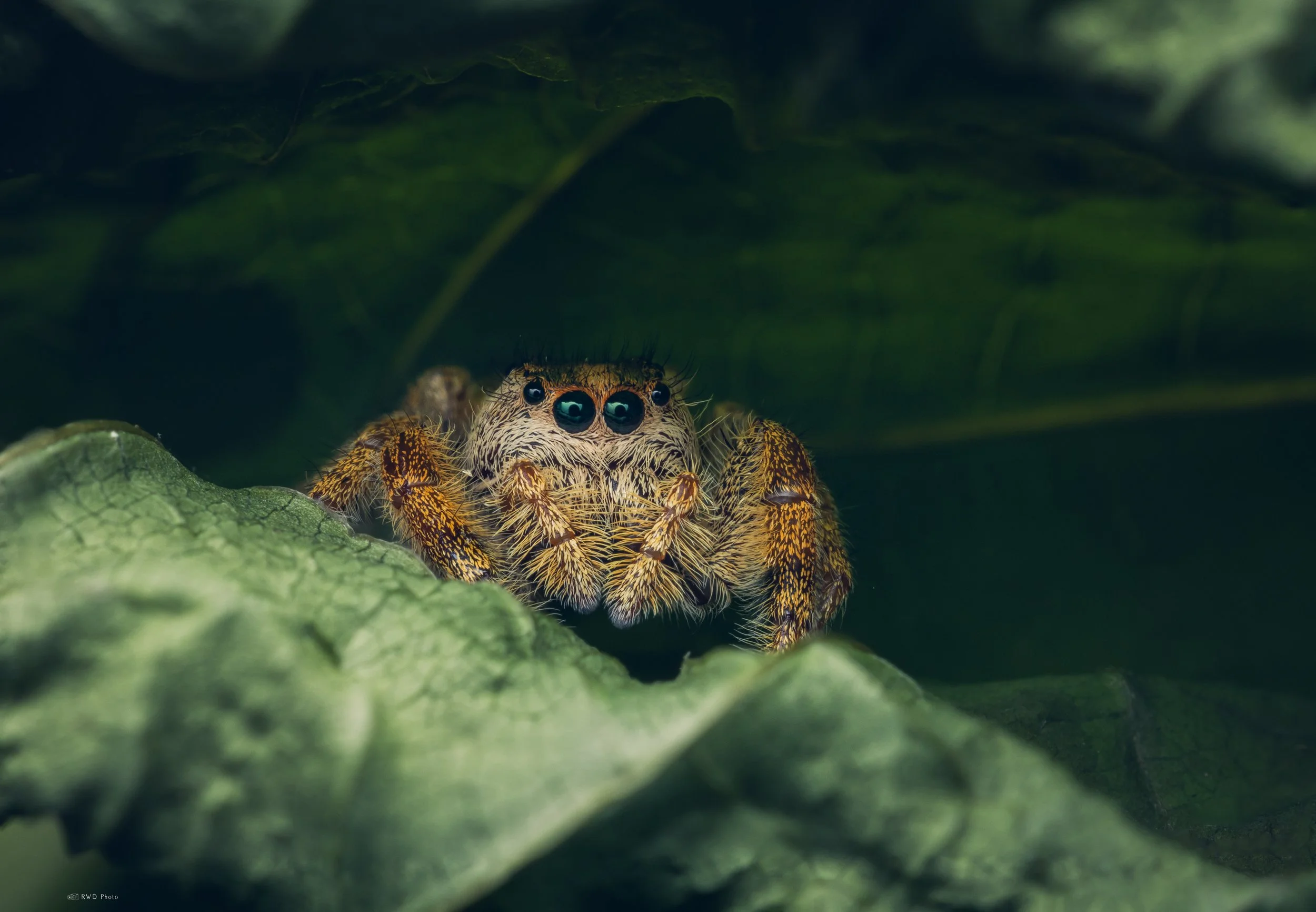 071326-JumpingSpider-1.jpg