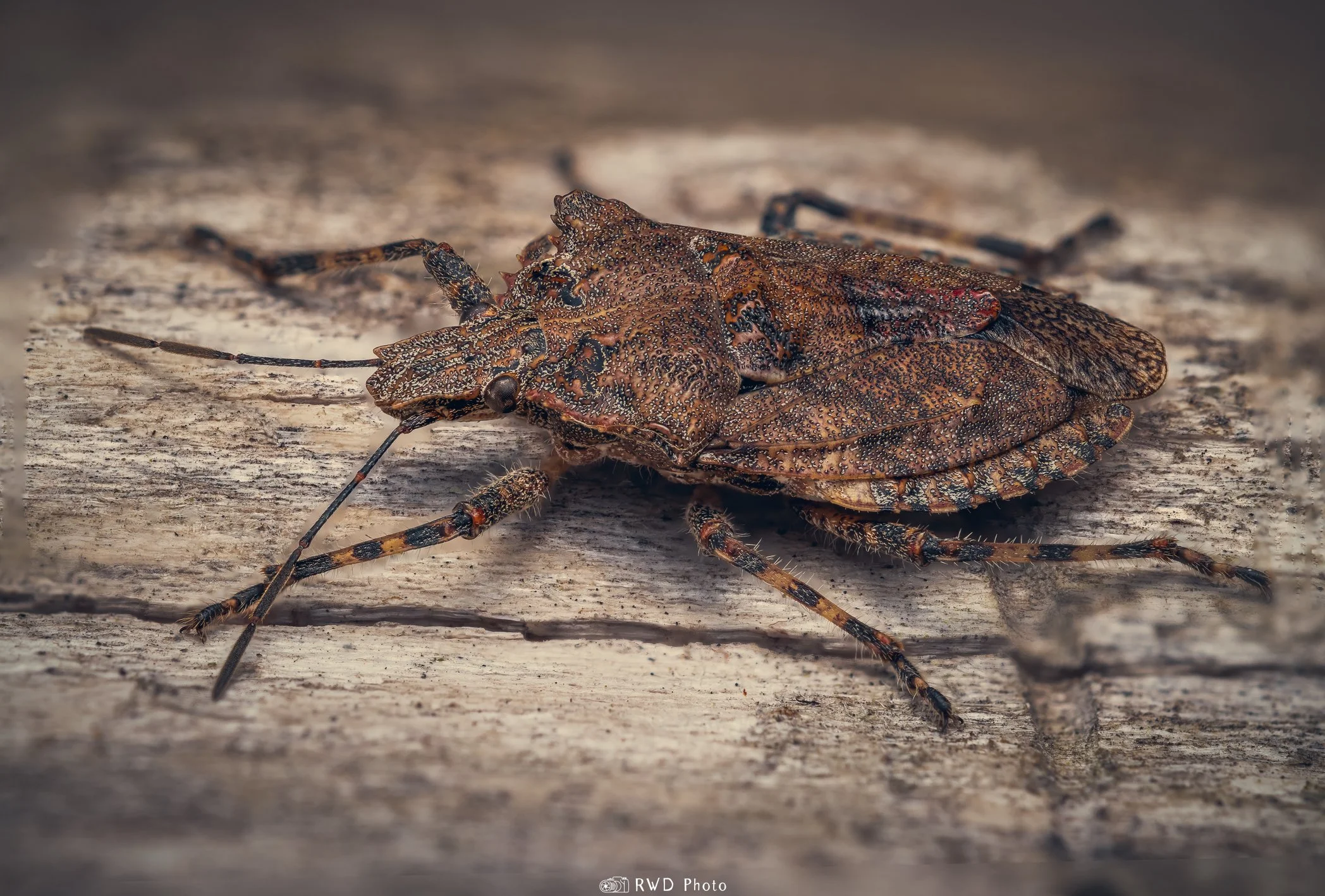 032624_StinkBug-1.jpg