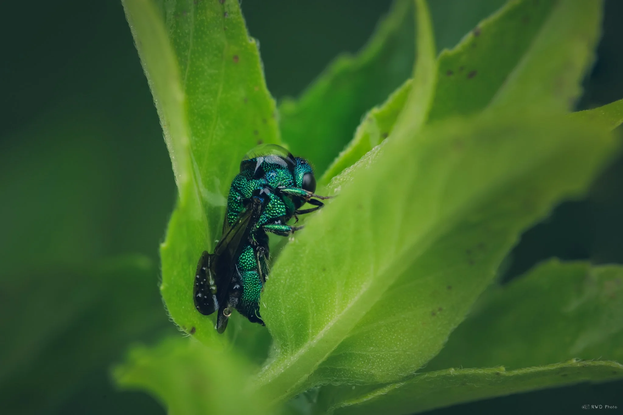 062825-CuckooWasp.jpg