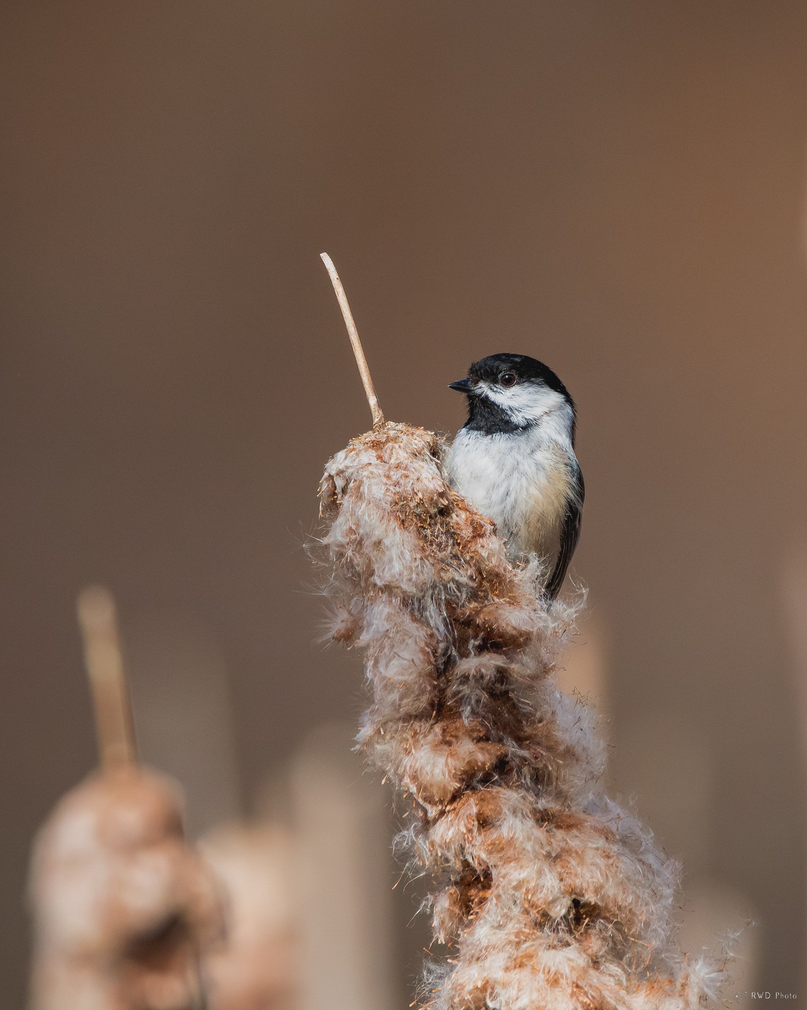 031925-Chickadee.jpg