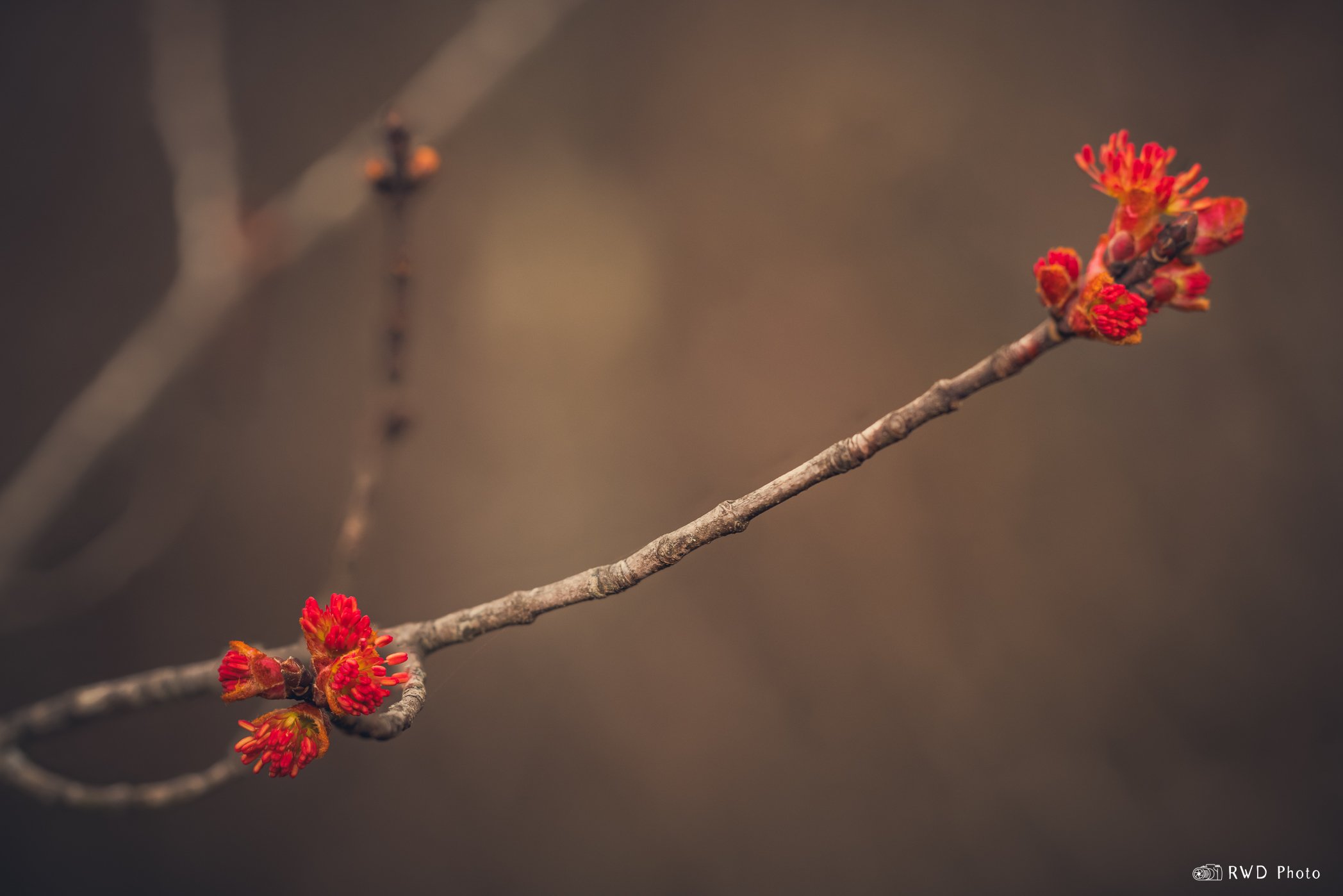 031624_LeafBlossom-1.jpg