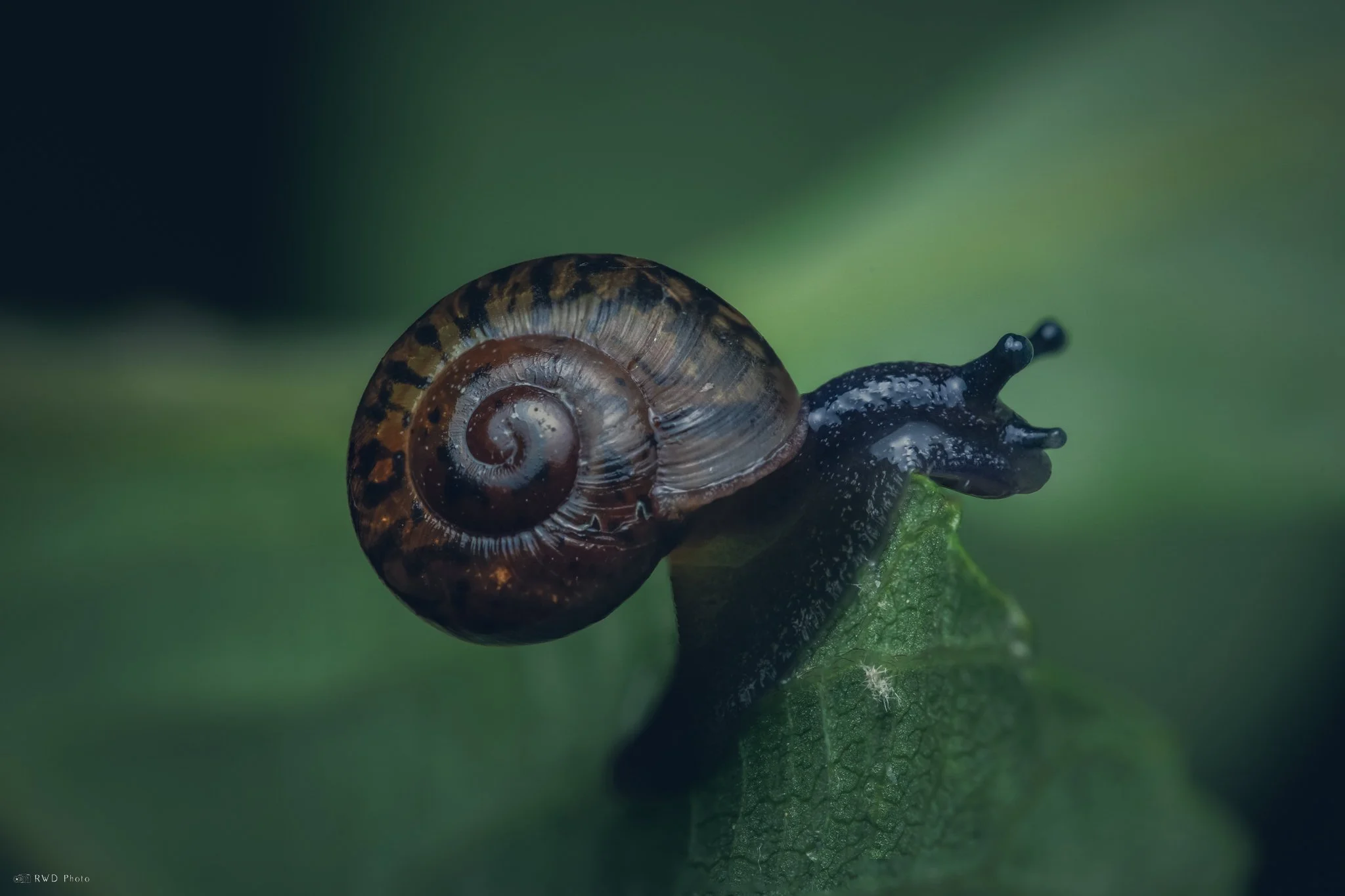 061025-Snail.jpg