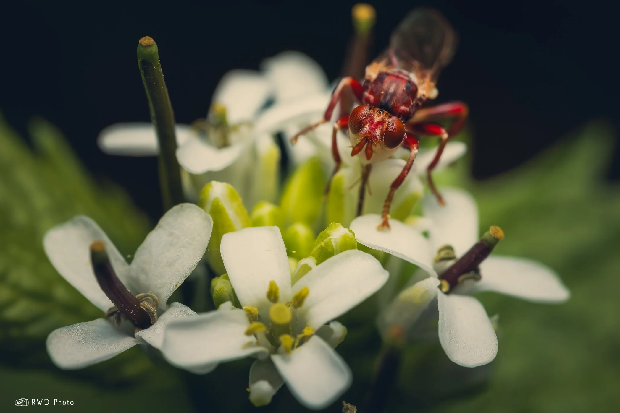 050424_RedRoseFly-1.jpg