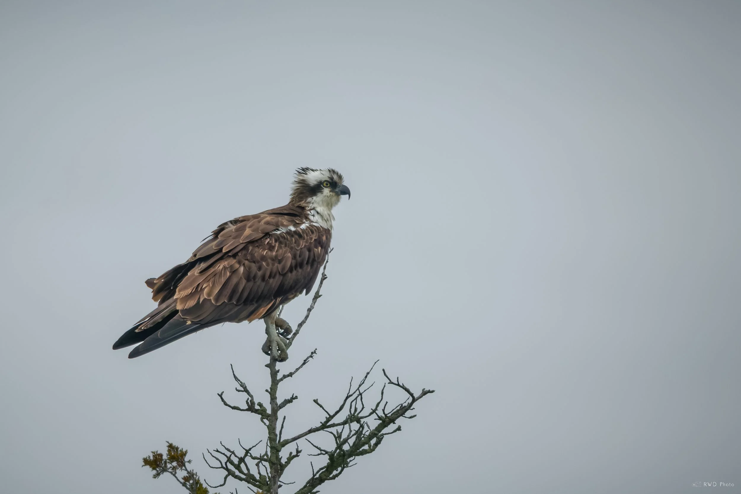 042626-Osprey-1.jpg