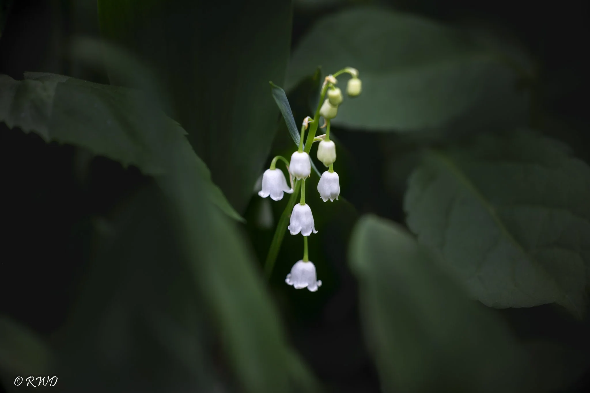 051323_LilyoftheValley.jpg