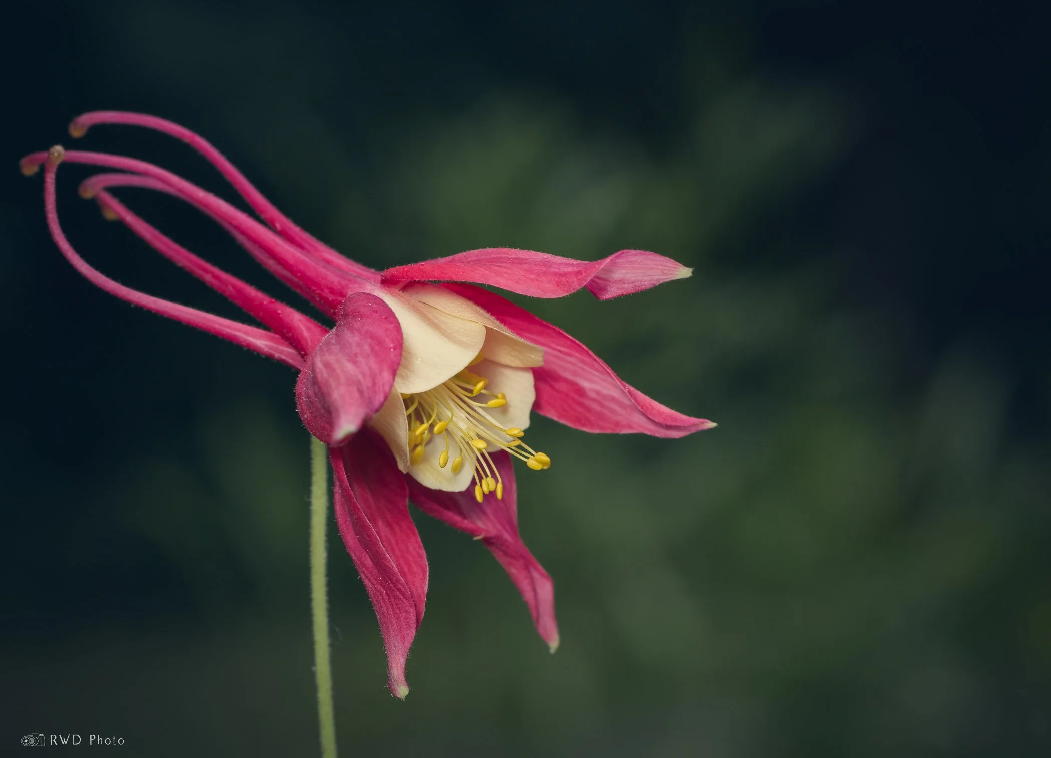 071224_Flower.jpg